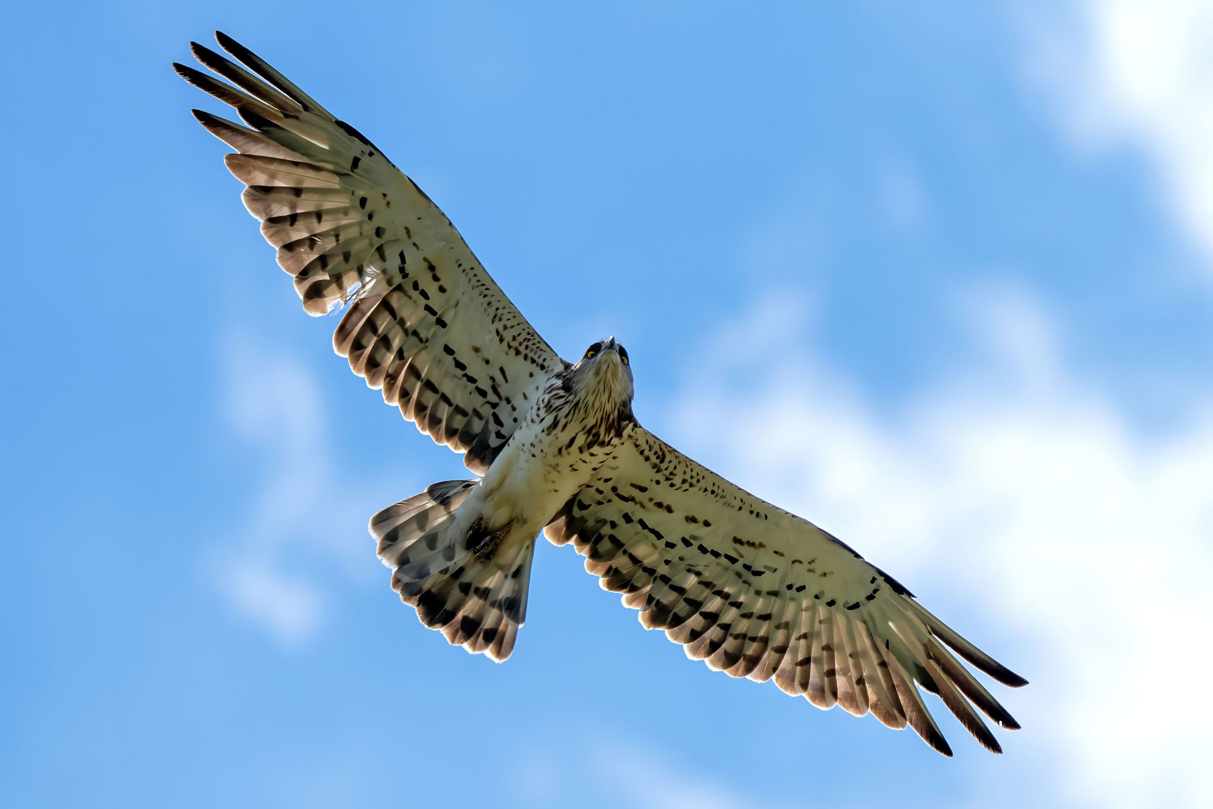Short-toed Eagle (Circaetus gallicus)