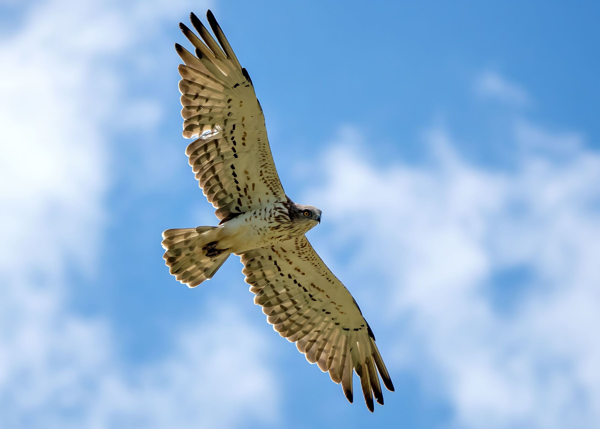 Short-toed Eagle (Circaetus gallicus)