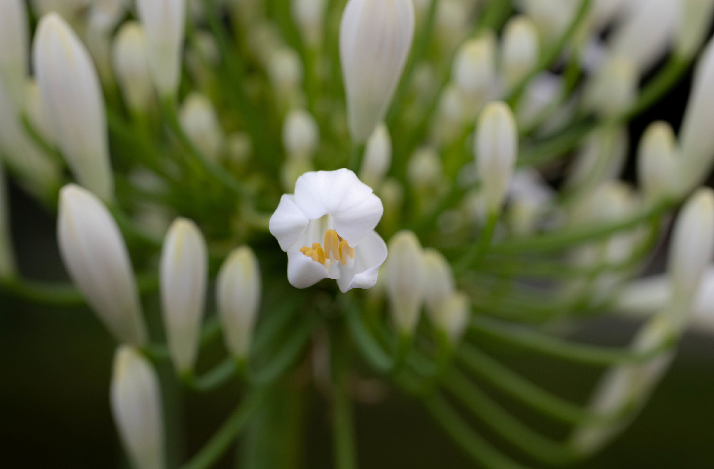 Blossom