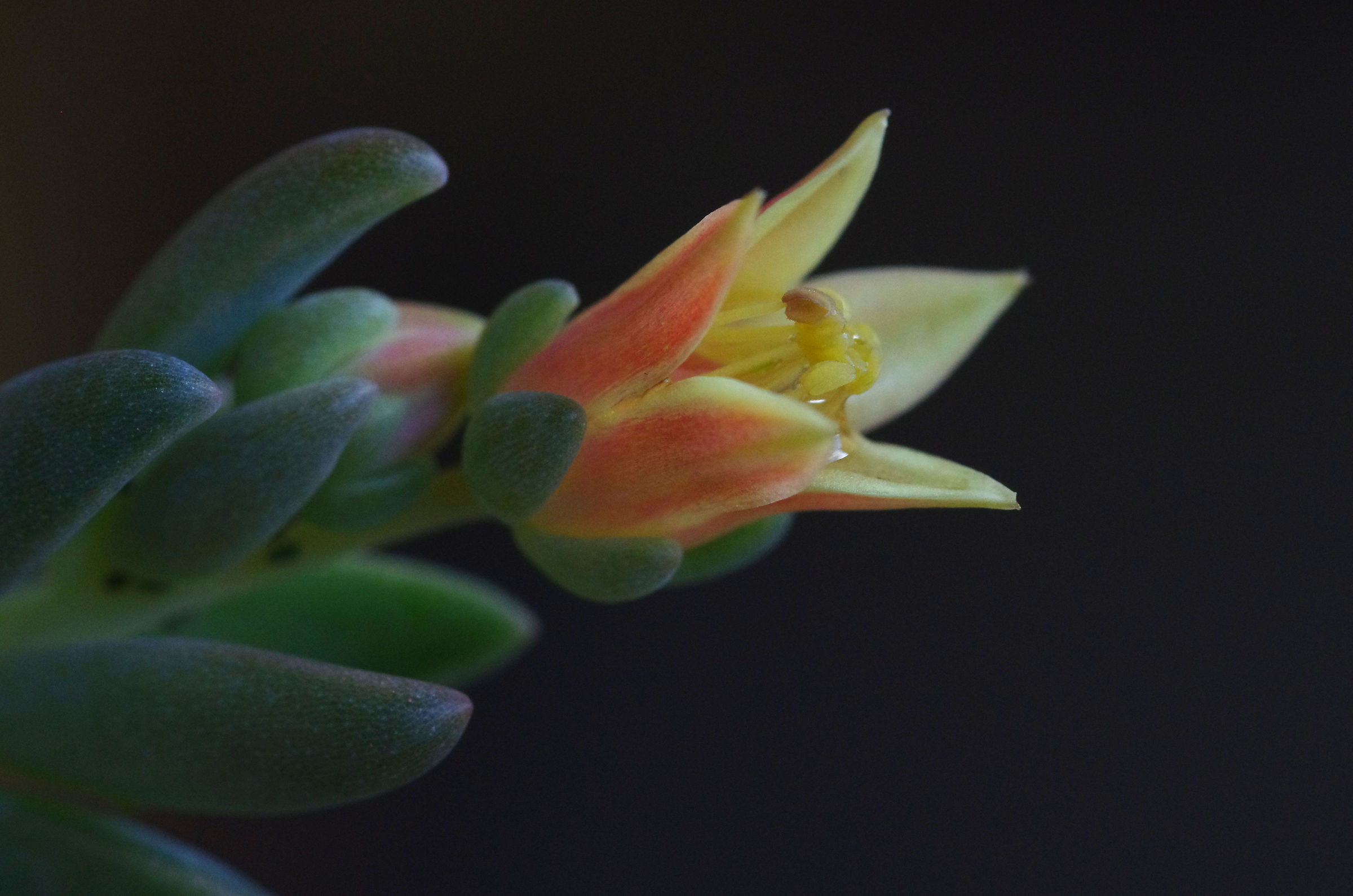 Fiore