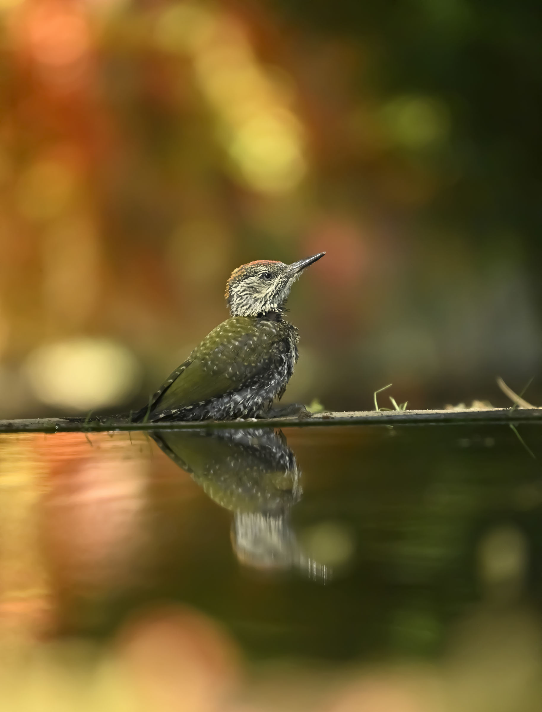 Green woodpecker