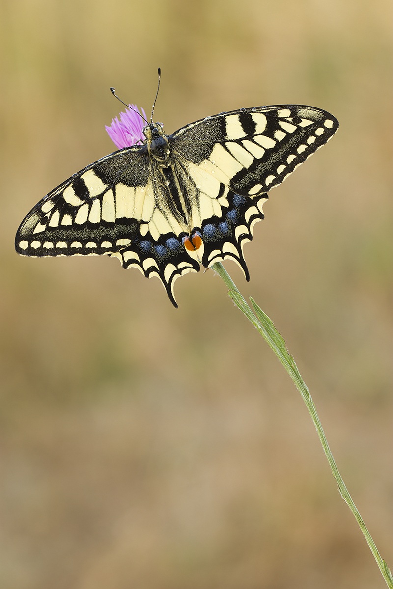 Pronti , Partenza ....