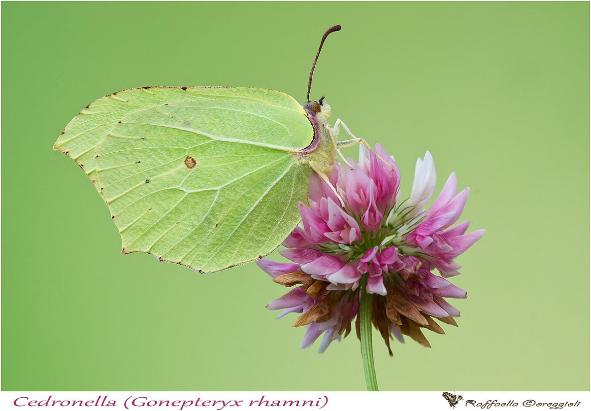 Gonepteryx rhamni