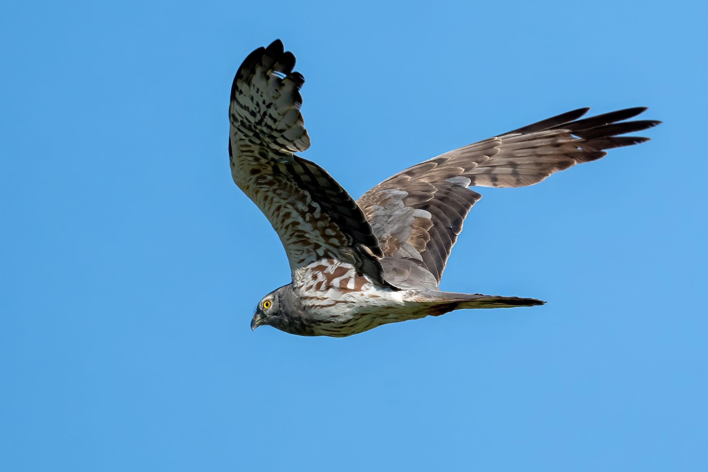 Pallid harrier (Circus macrourus) immature male