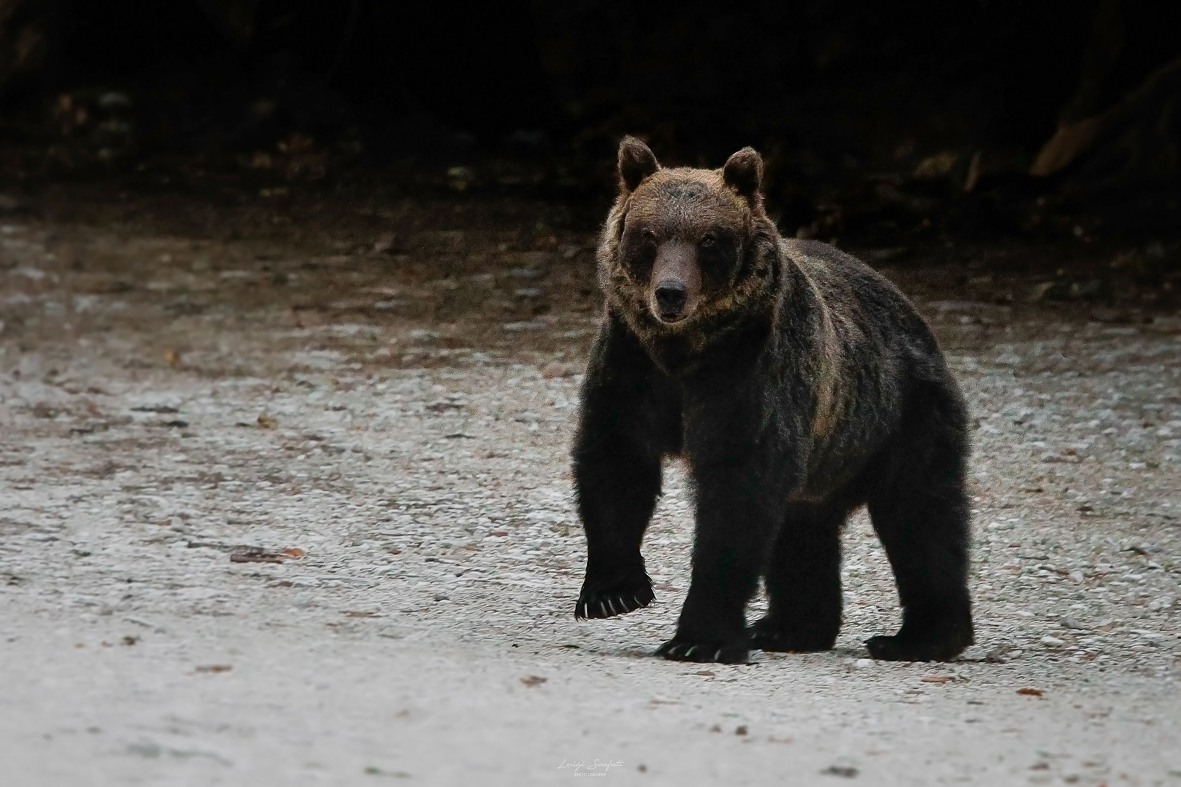 A young Marsican Brown Bear