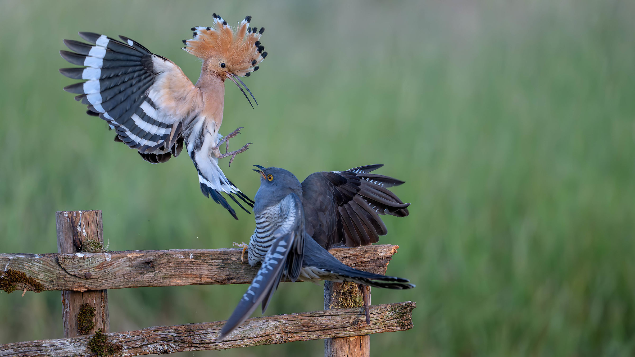Cuckoo and hoopoe