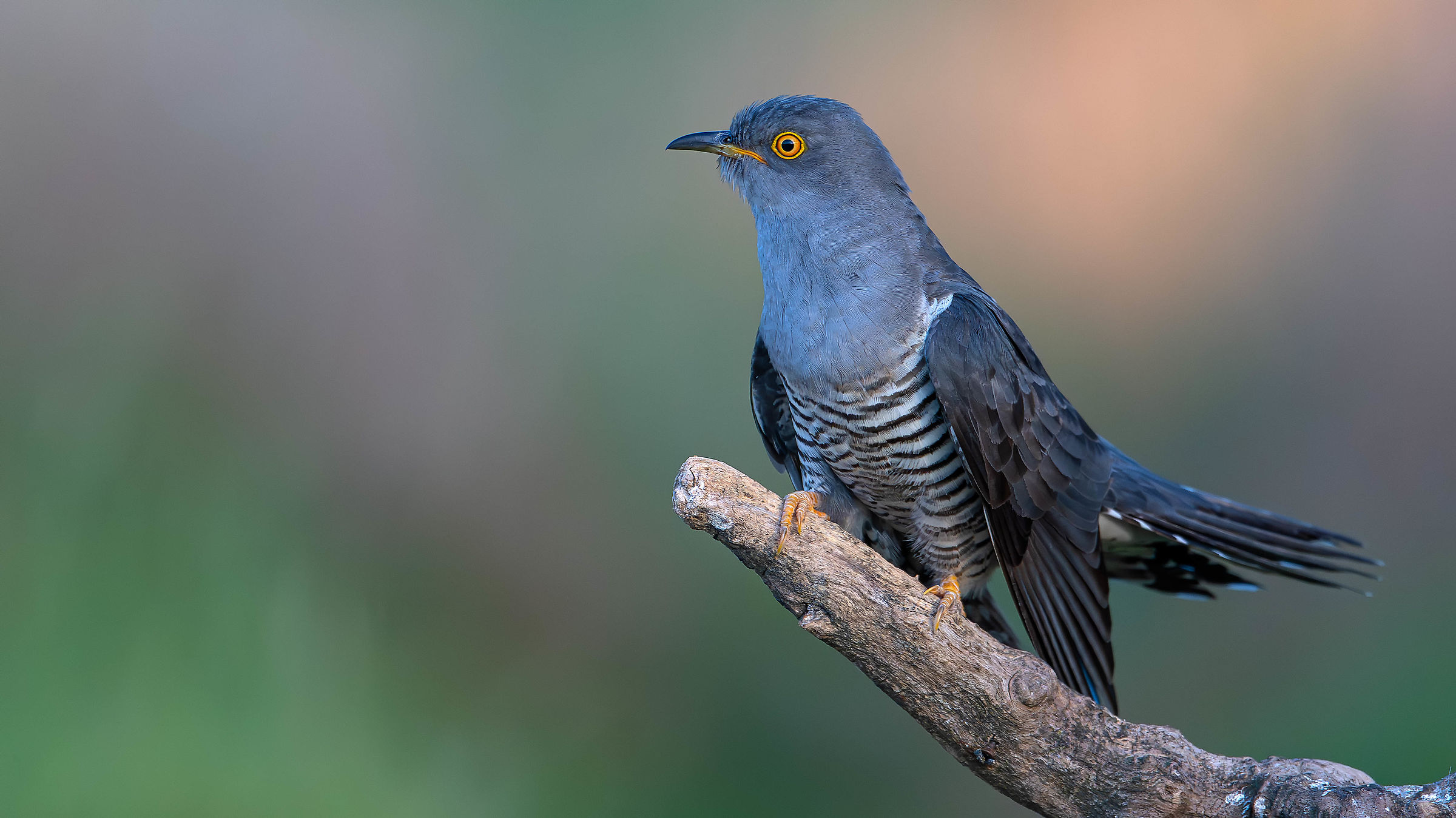Cuckoo