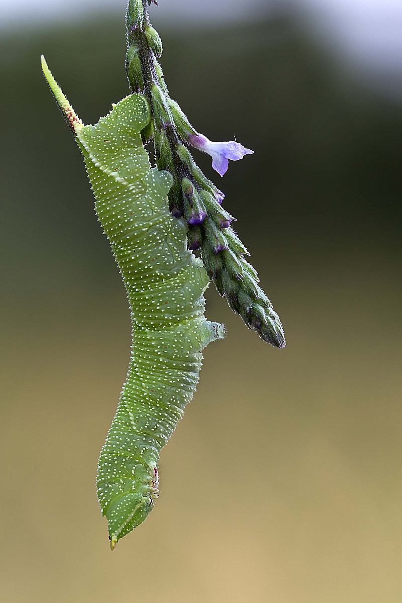 Don't disturb please