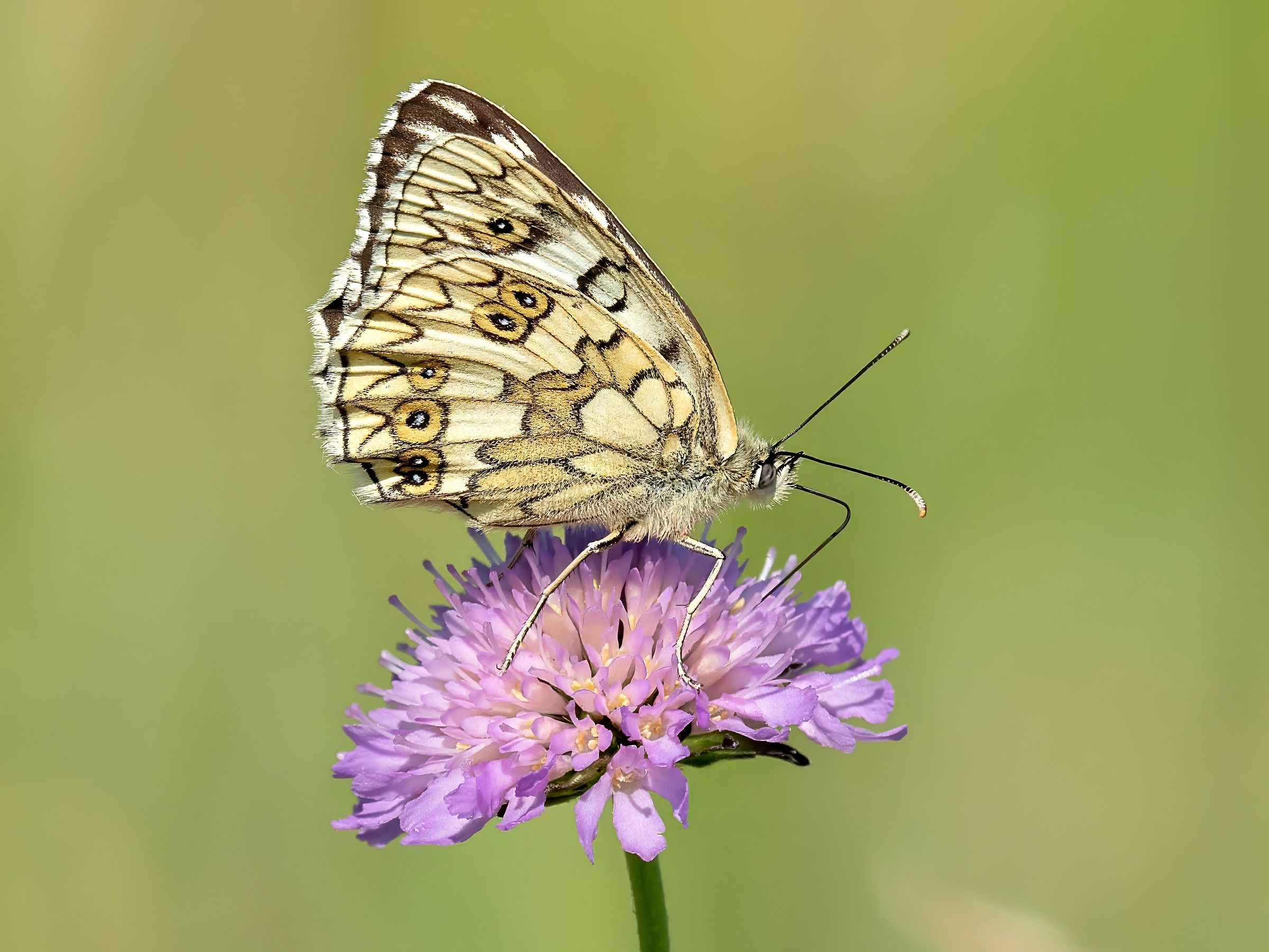 Melanargia galathea