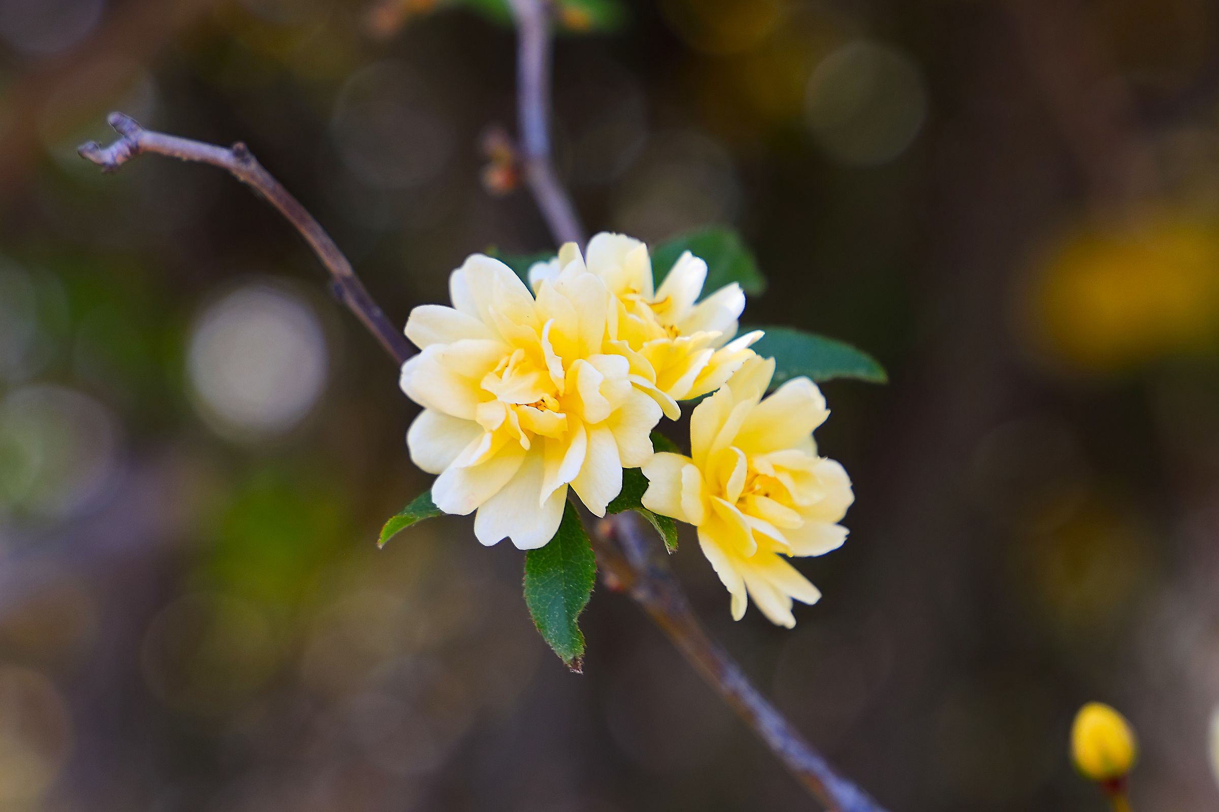 Rosa banksiae 20 aprile 2026