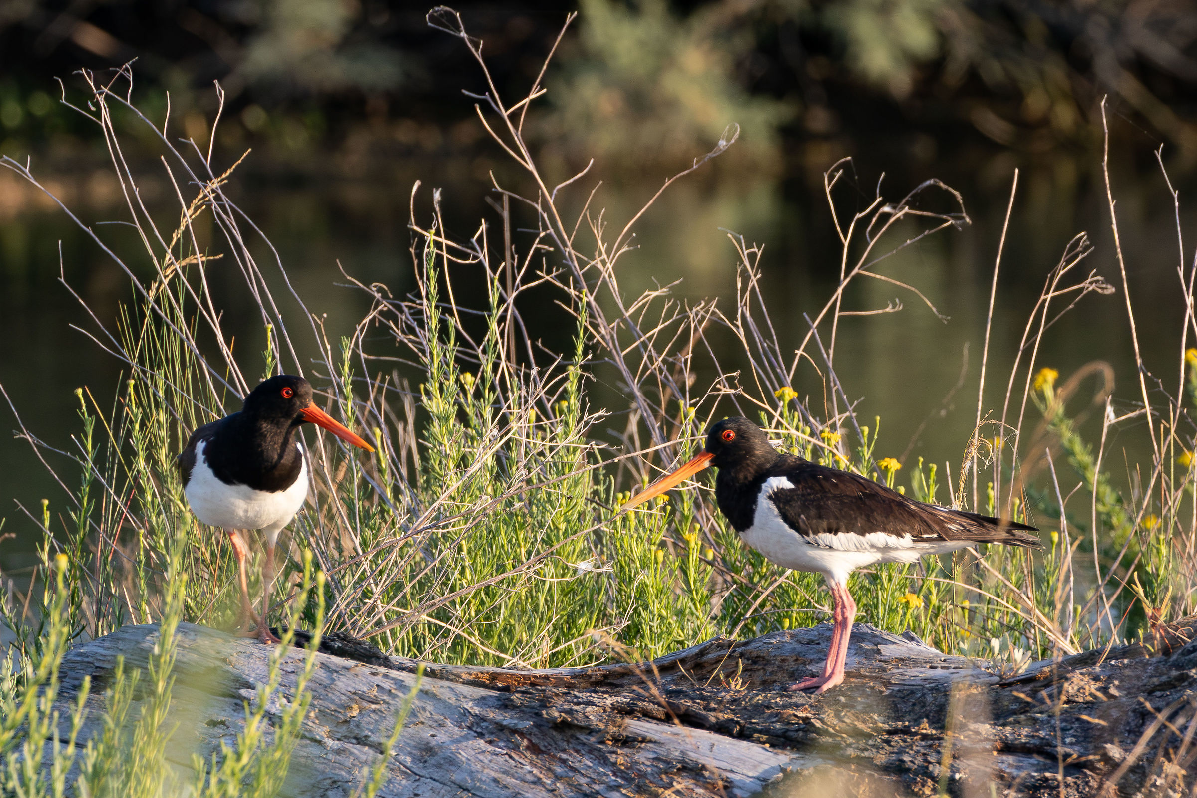 Oystercatchers