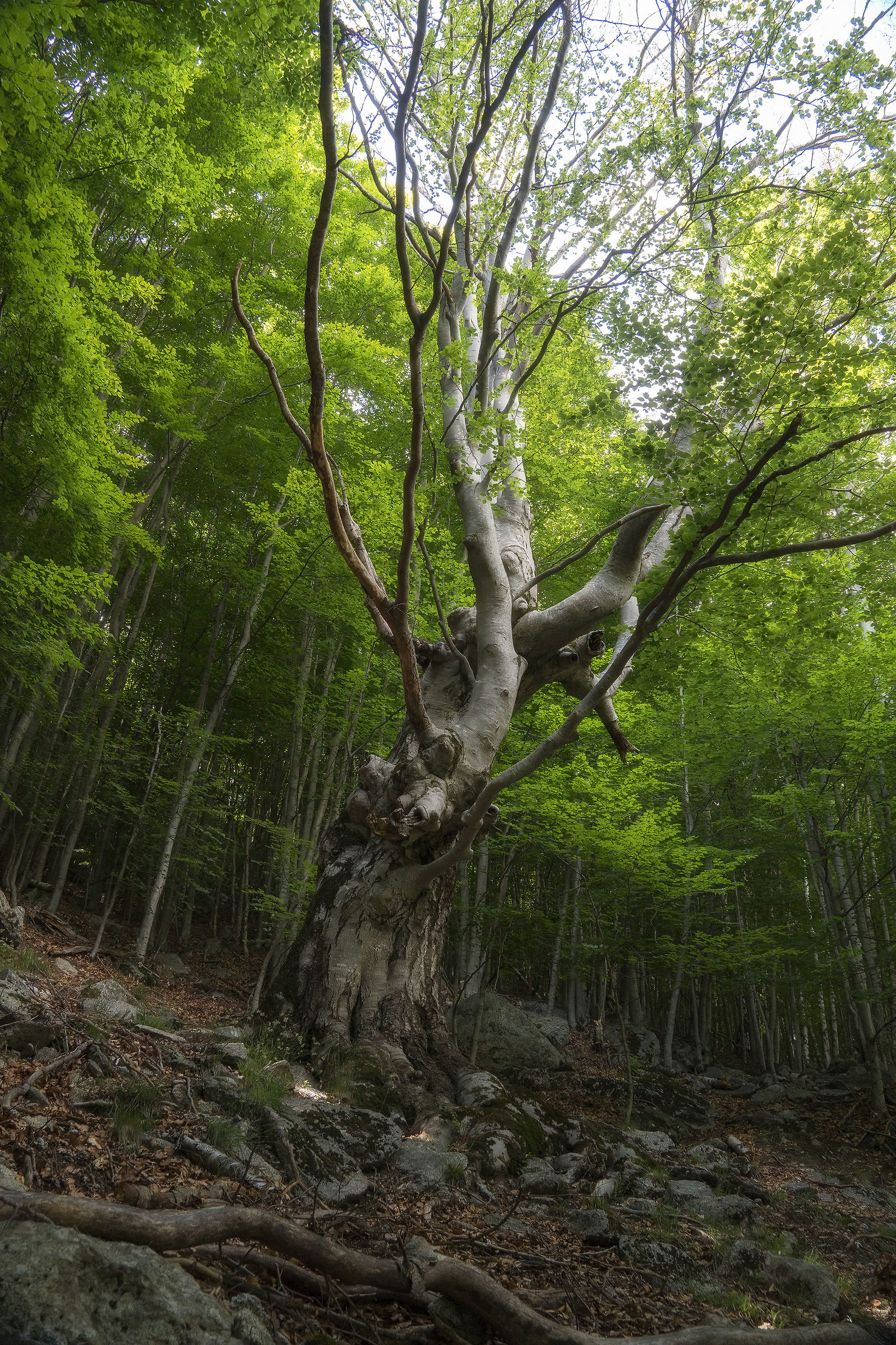 Beech in Valle del Ferro