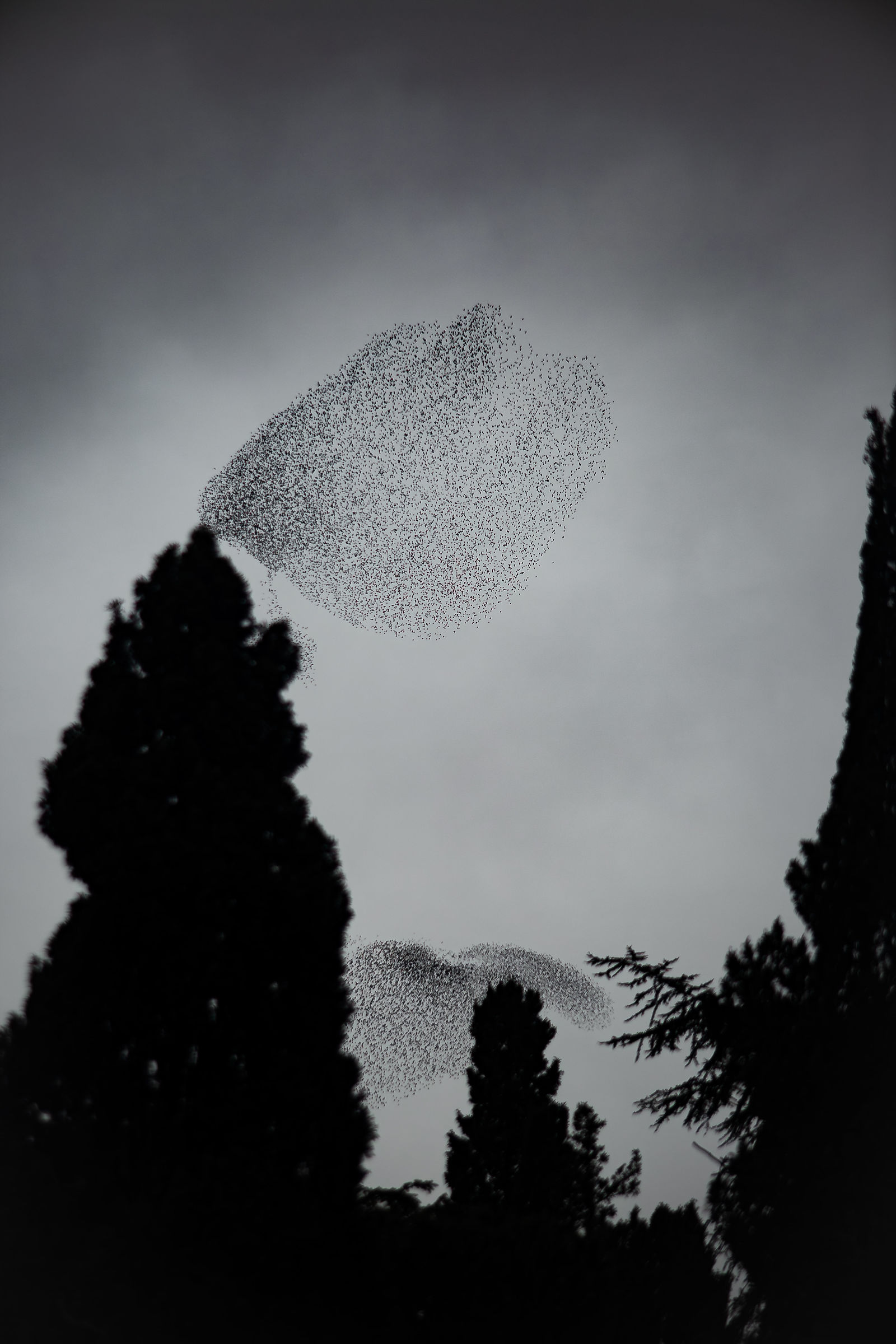 Stormo di uccelli, Roma