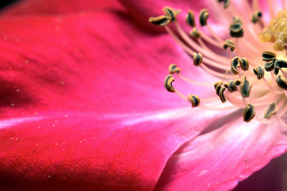 In the depths of Rosehip ...