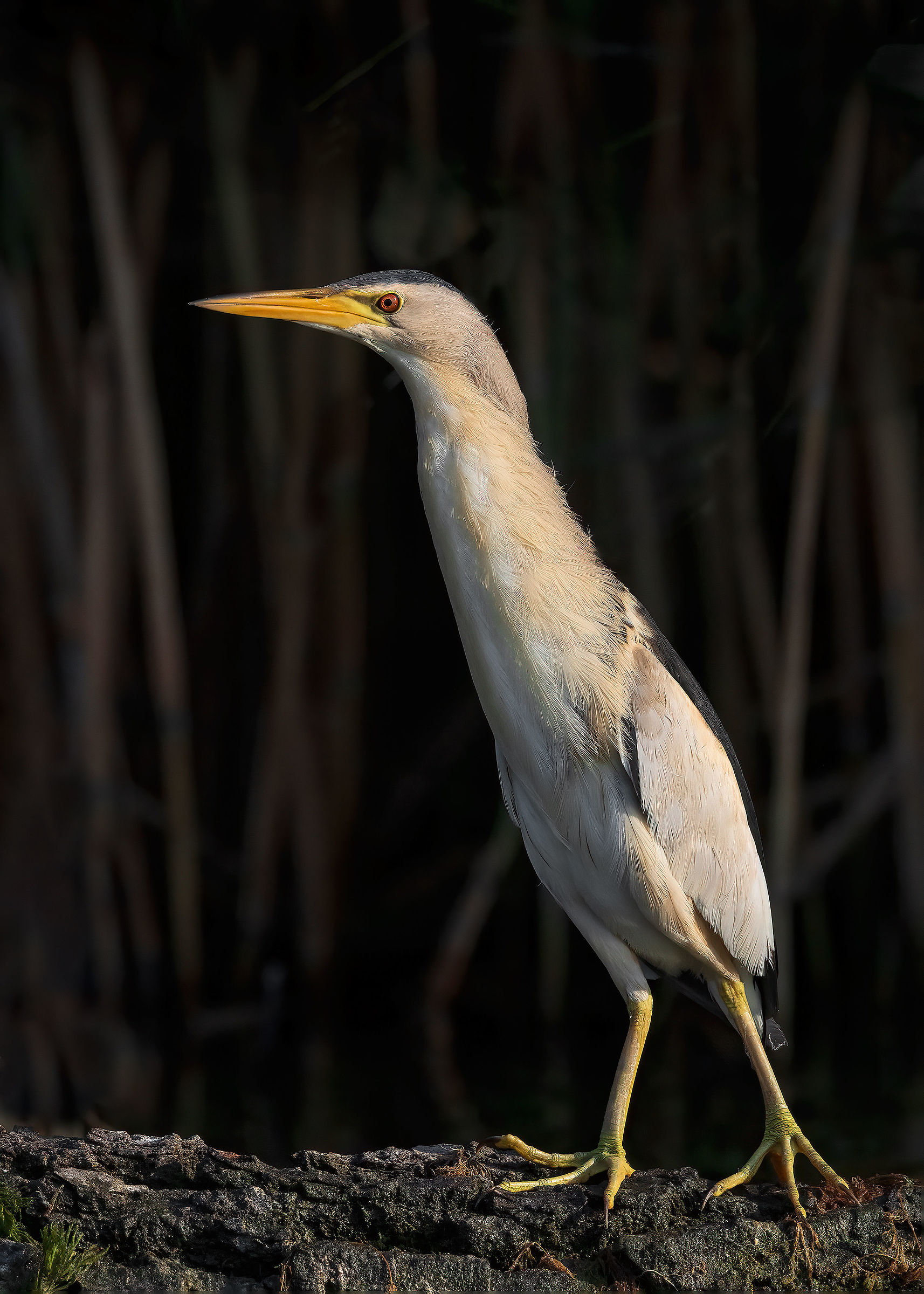 L'elegante Tarabusino maschio juv.