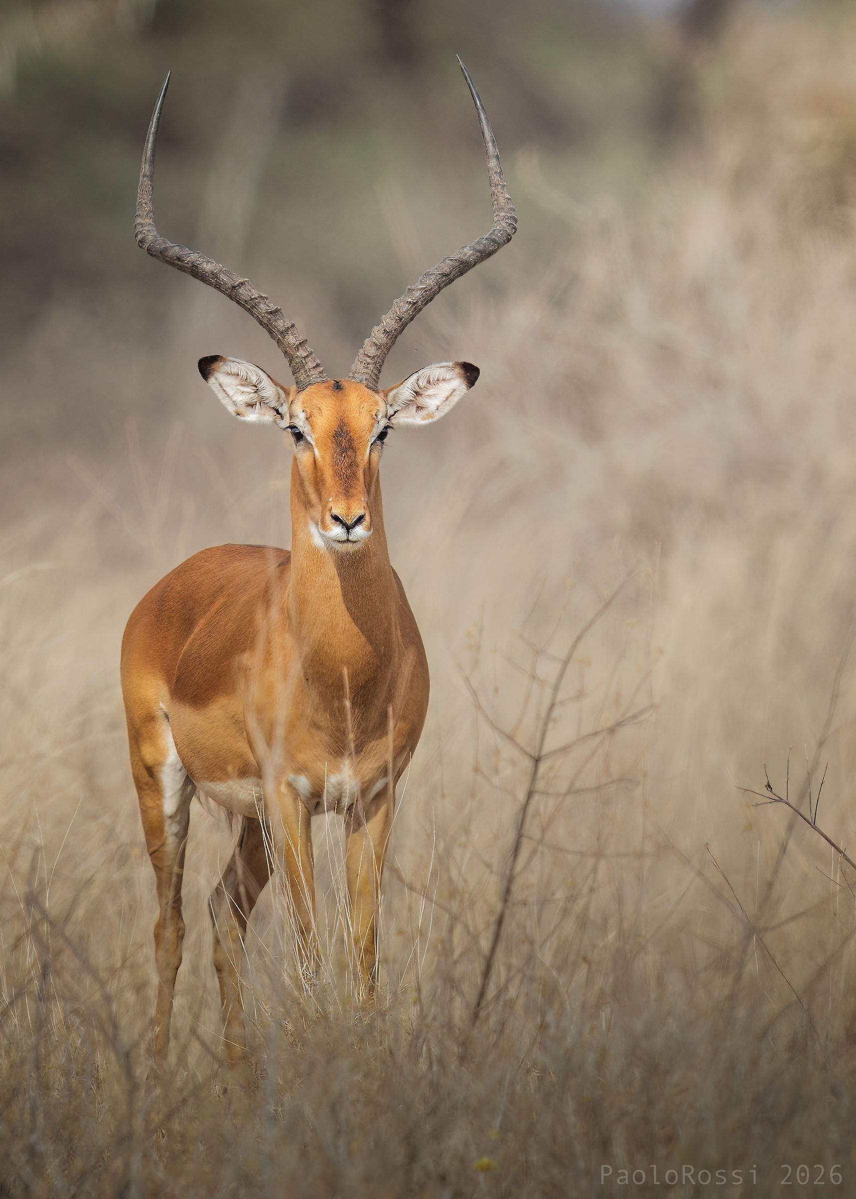 Impala...