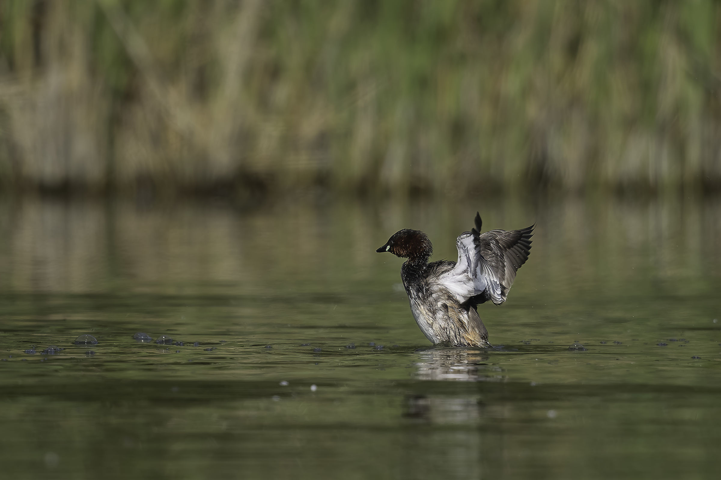 Little Grebe