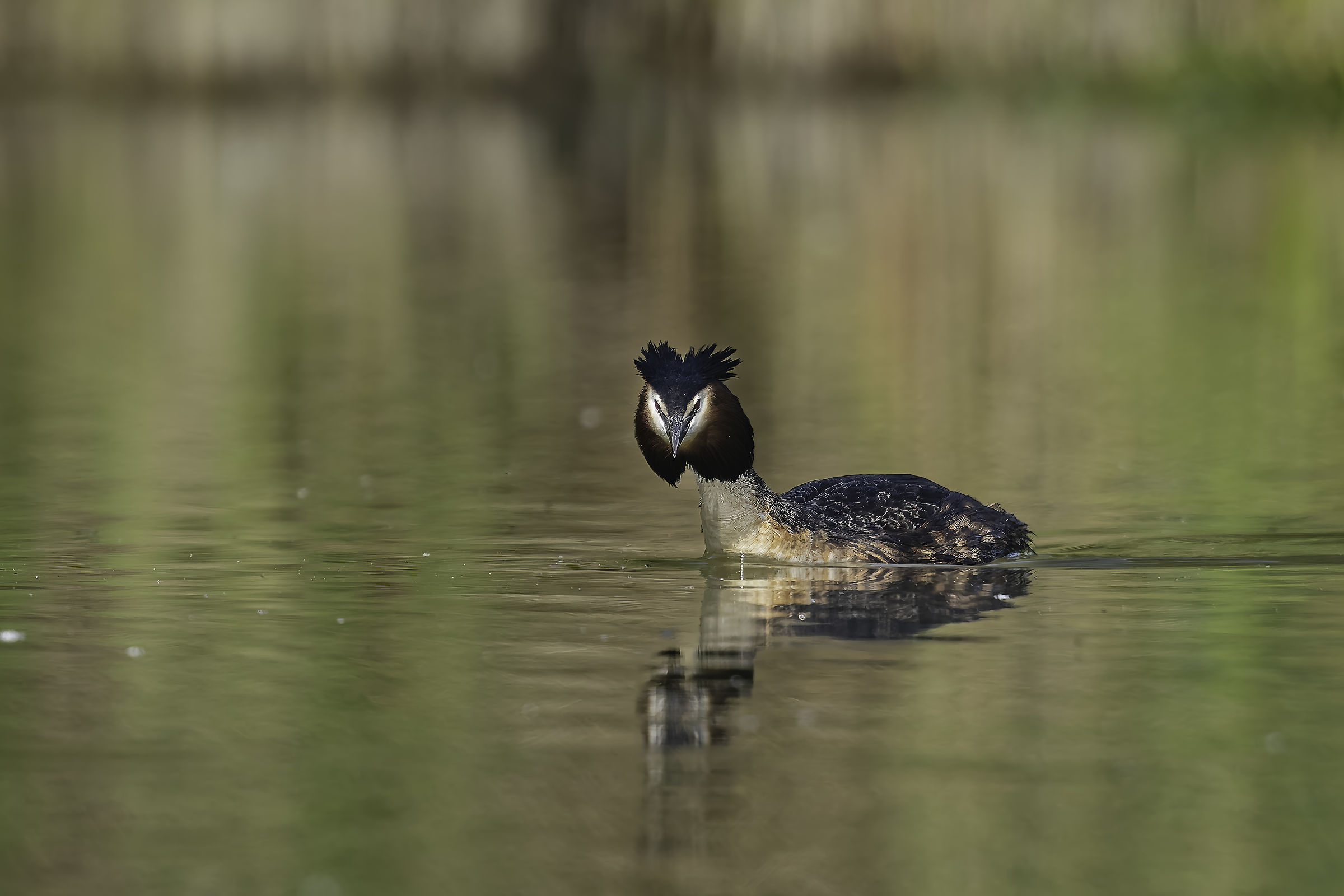 Great Crested Grebe (Podicesp cristatus)