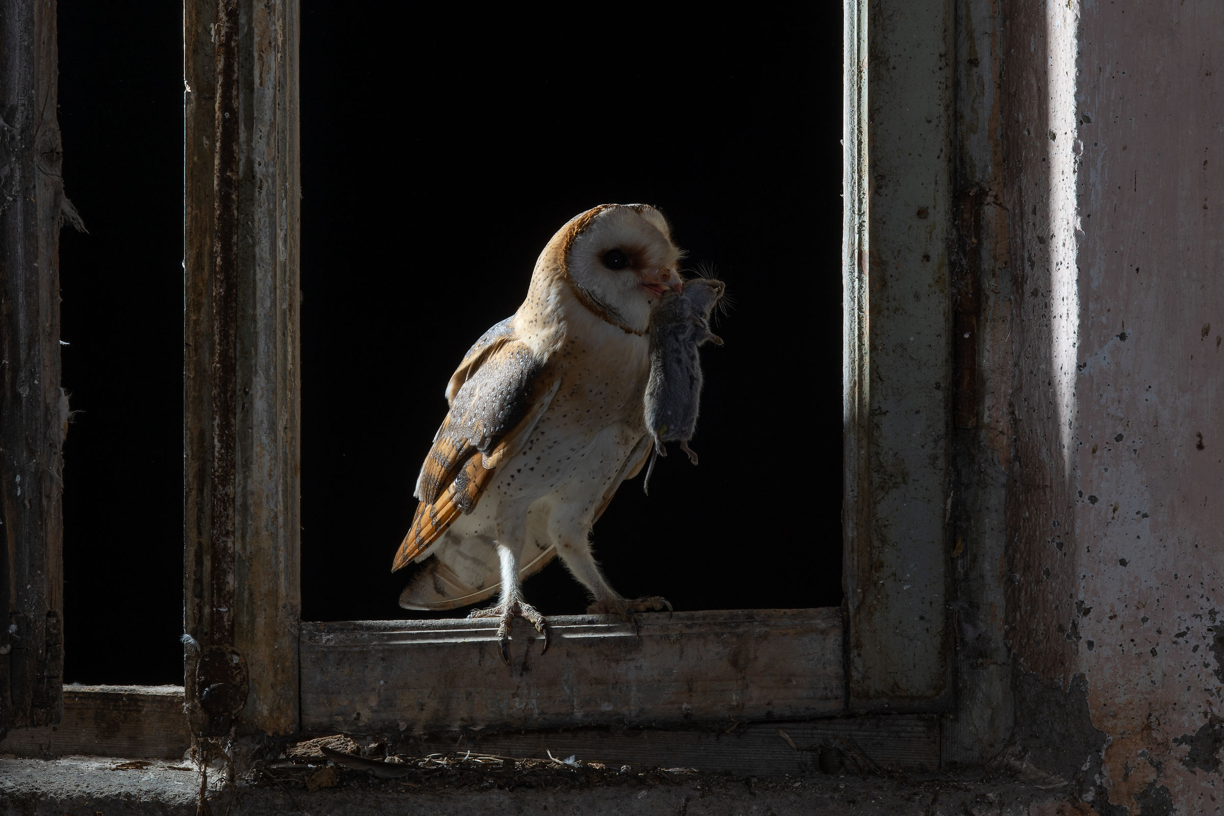 Barn Owl