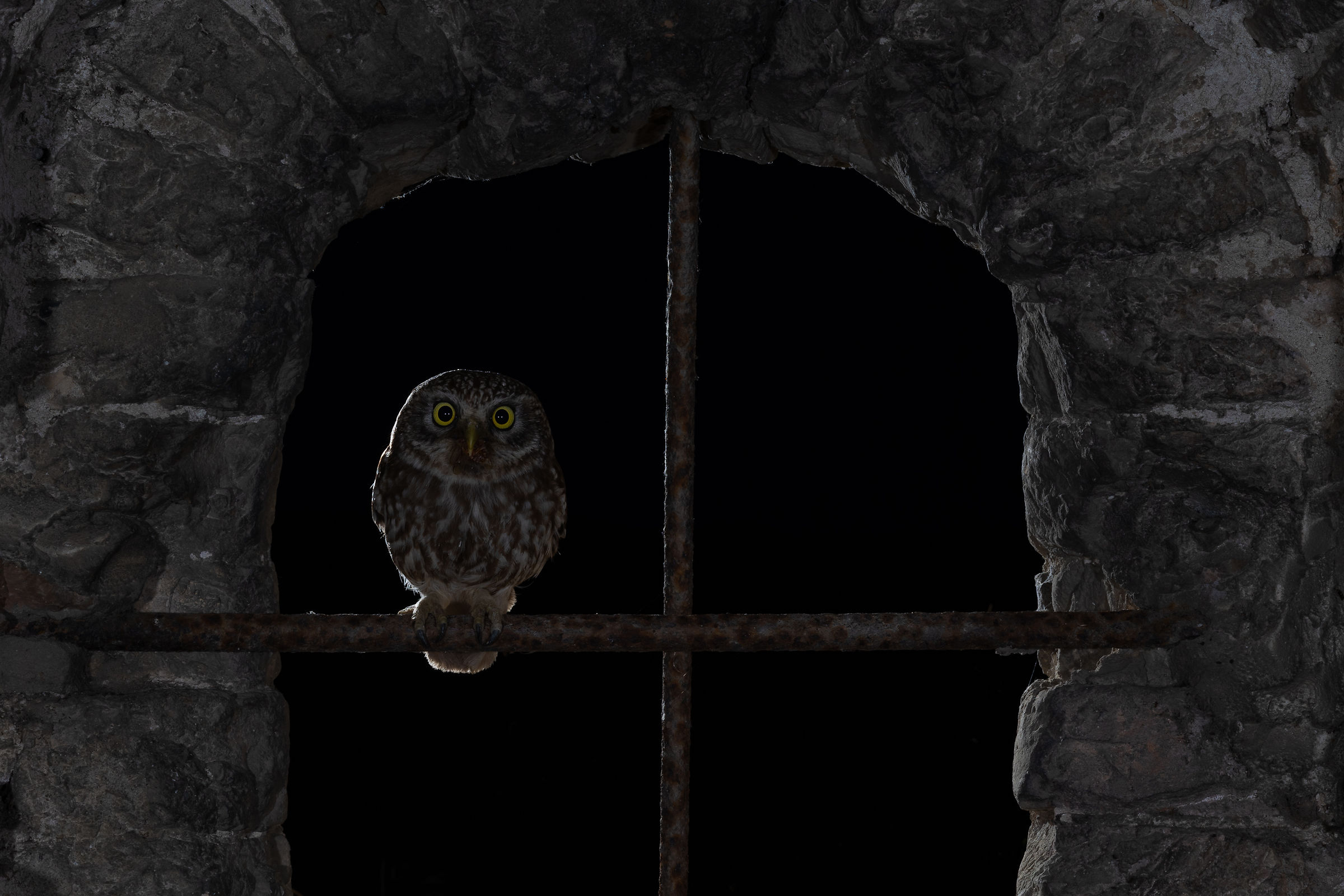 Owl