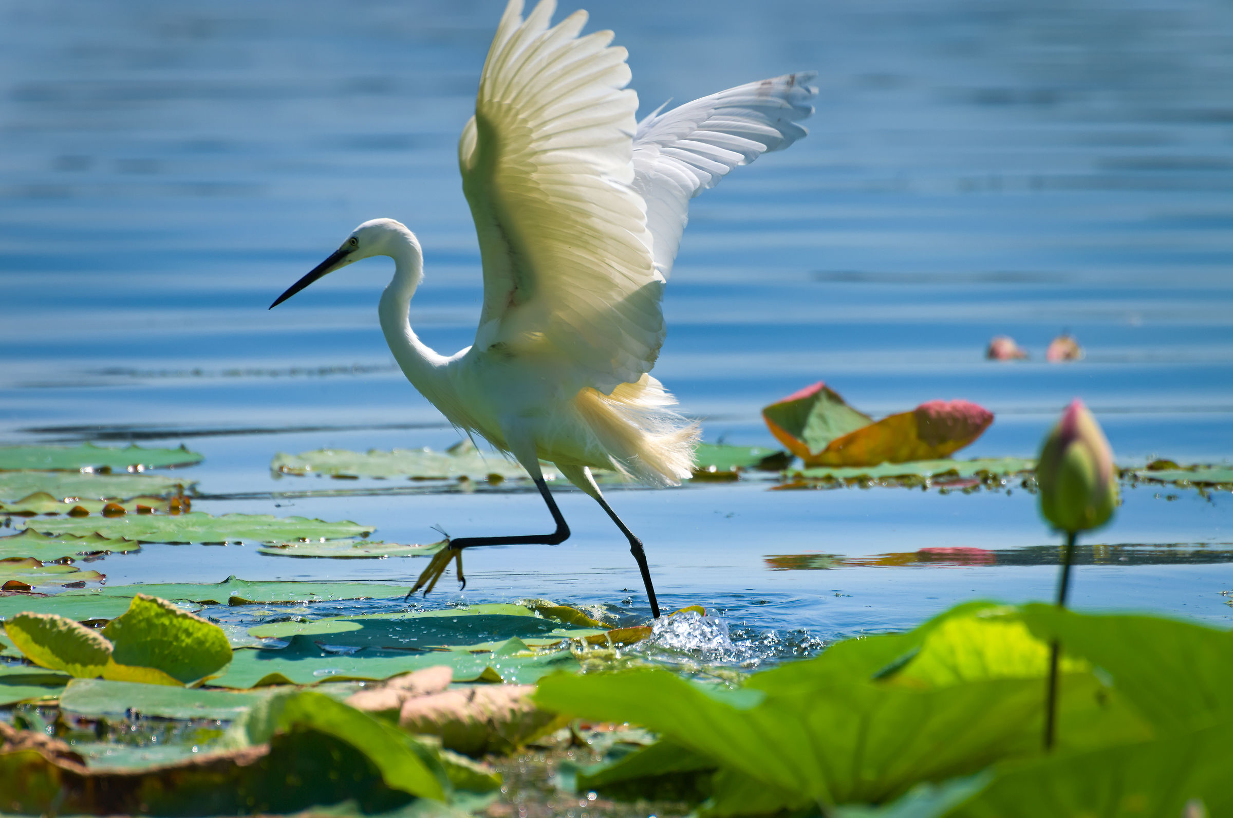 Egretta Gazzetta on water lilies