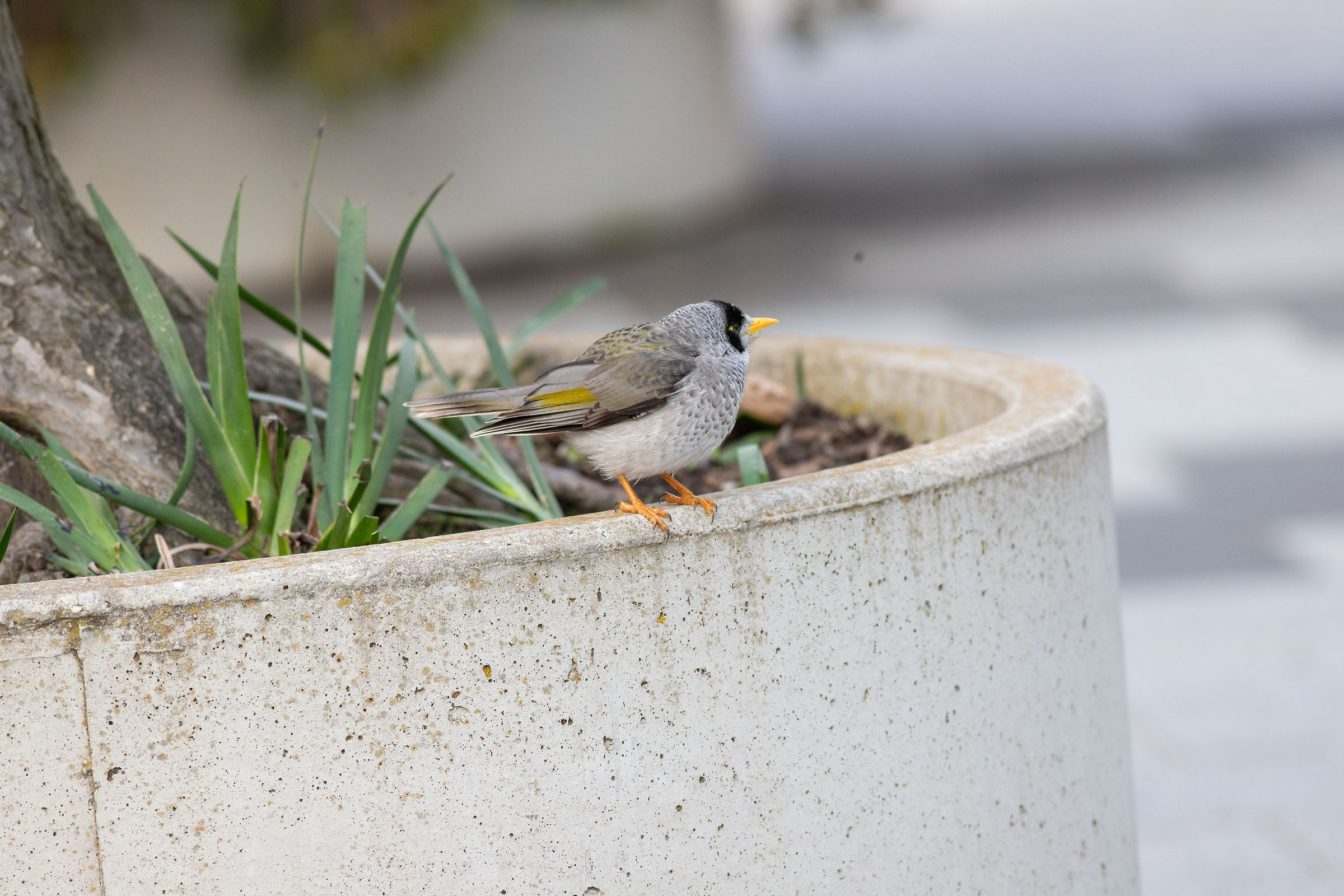 The noisy miner...