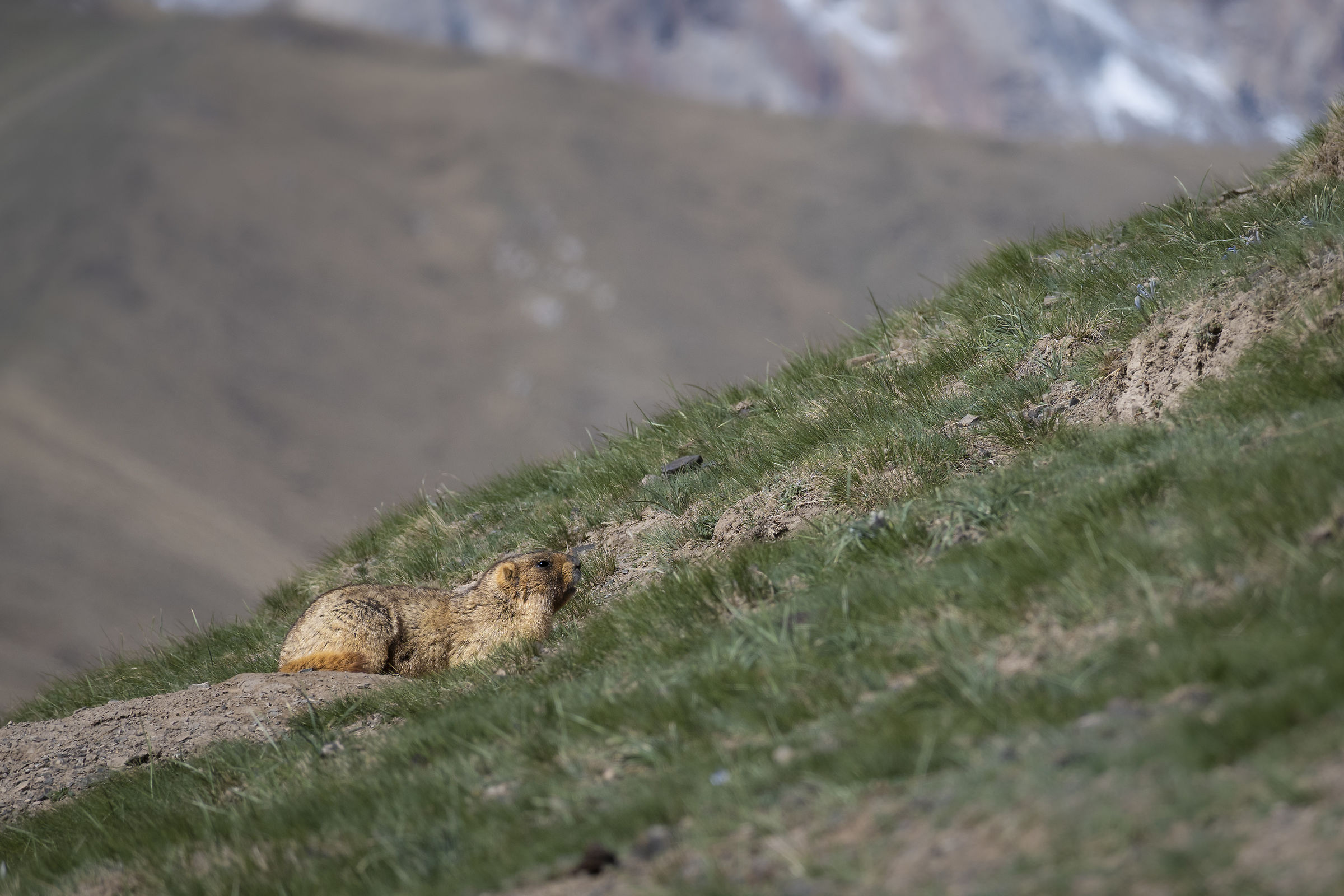 Marmota Baibacina in the Tien Shan