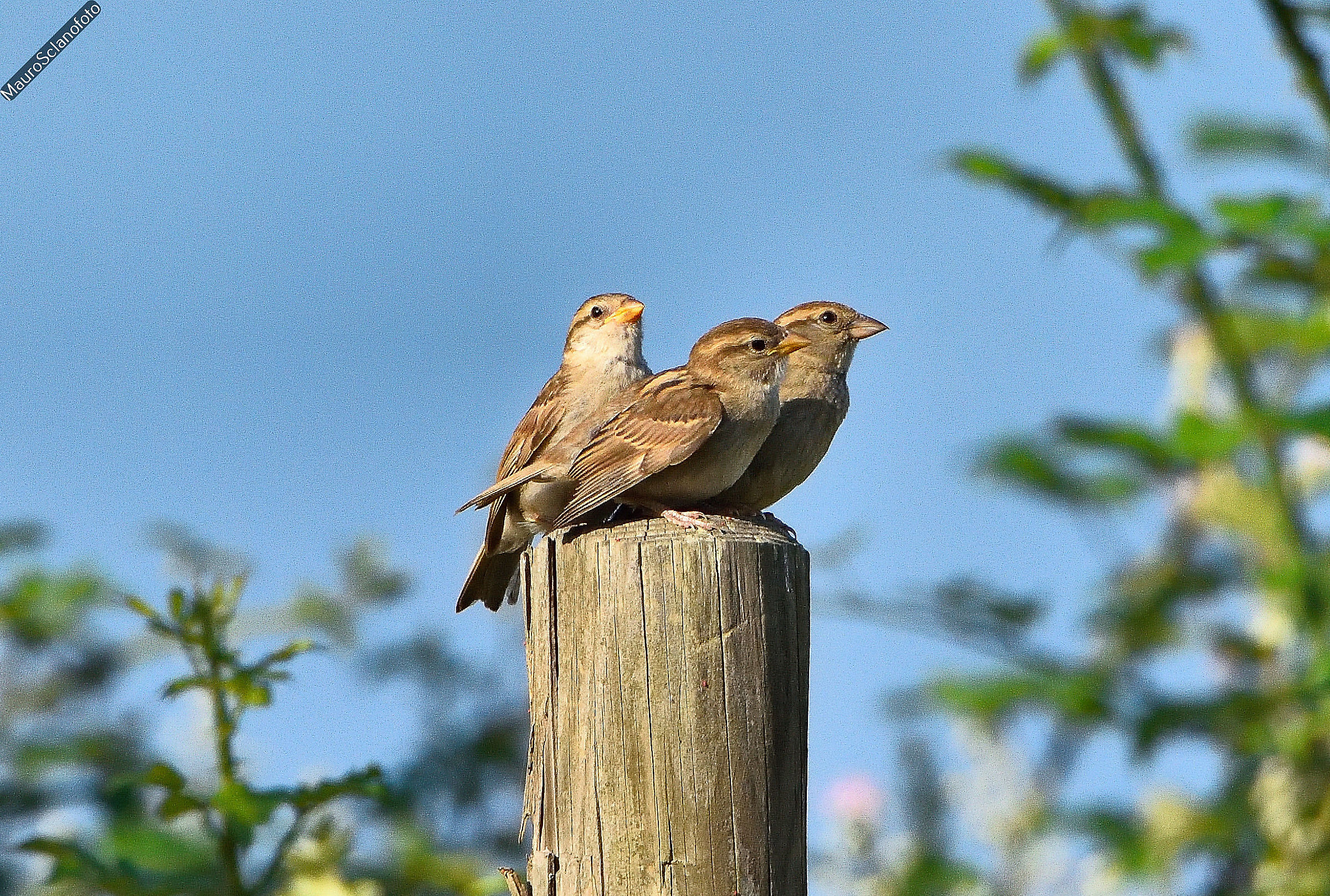 Sparrows