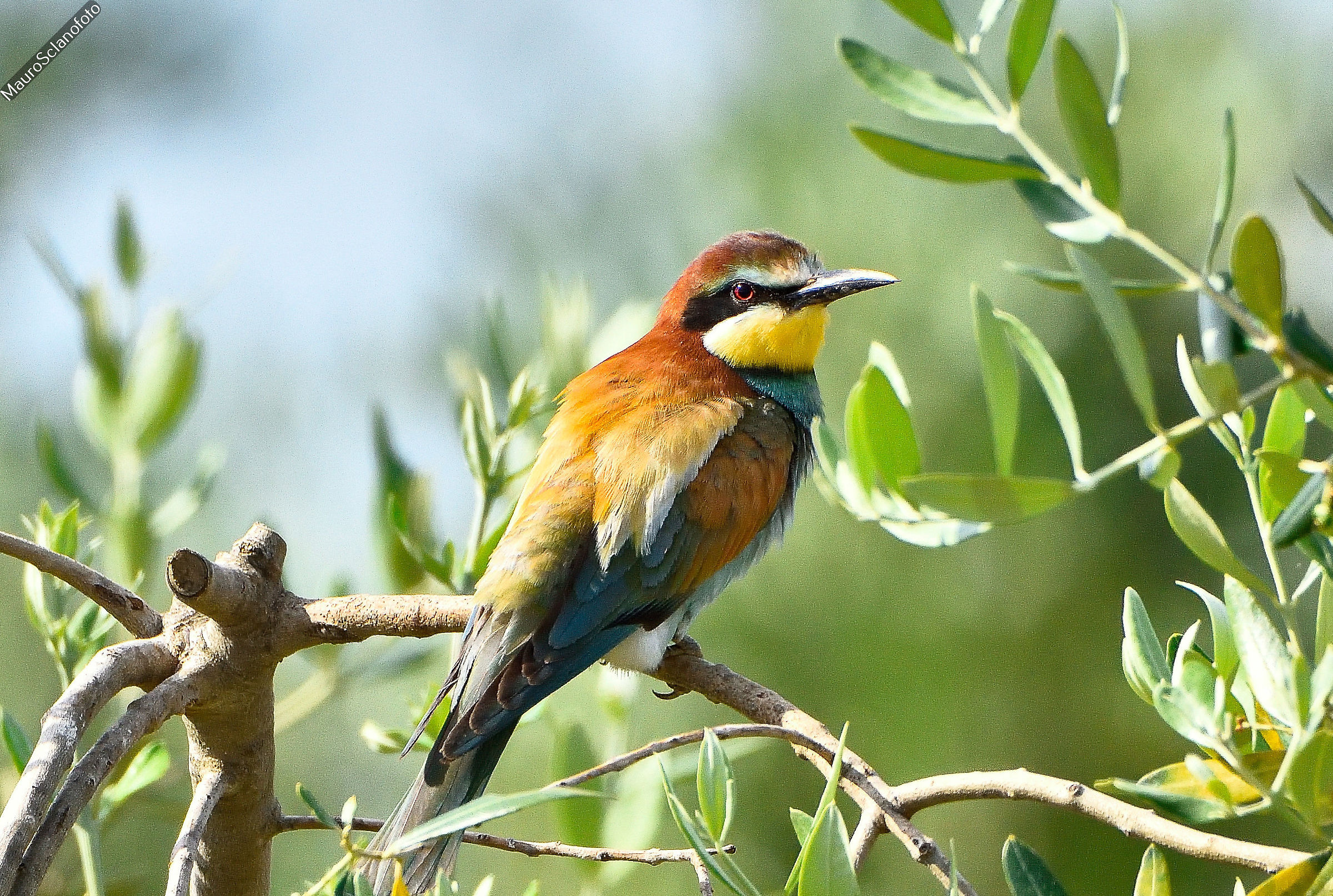Bee-eater