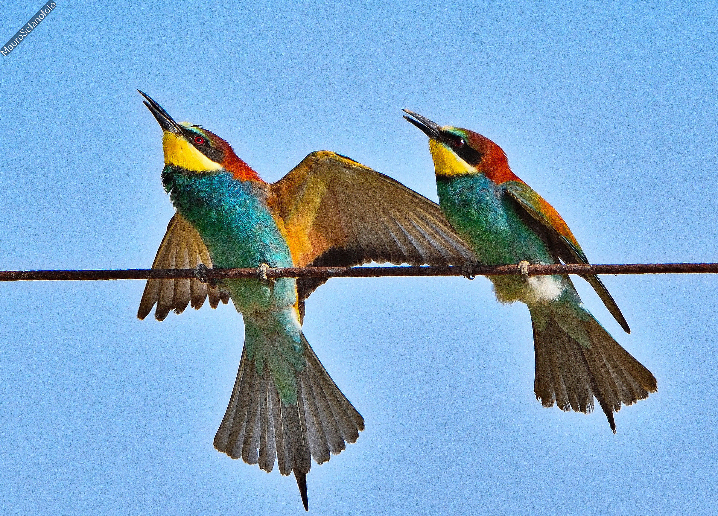 Bee-eaters
