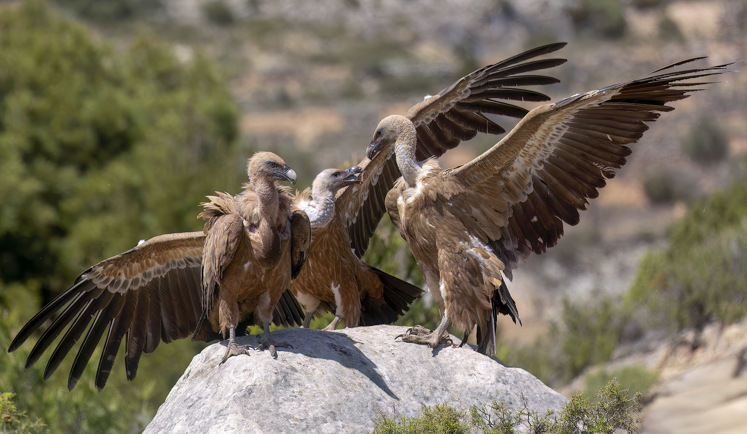 Griffon vultures