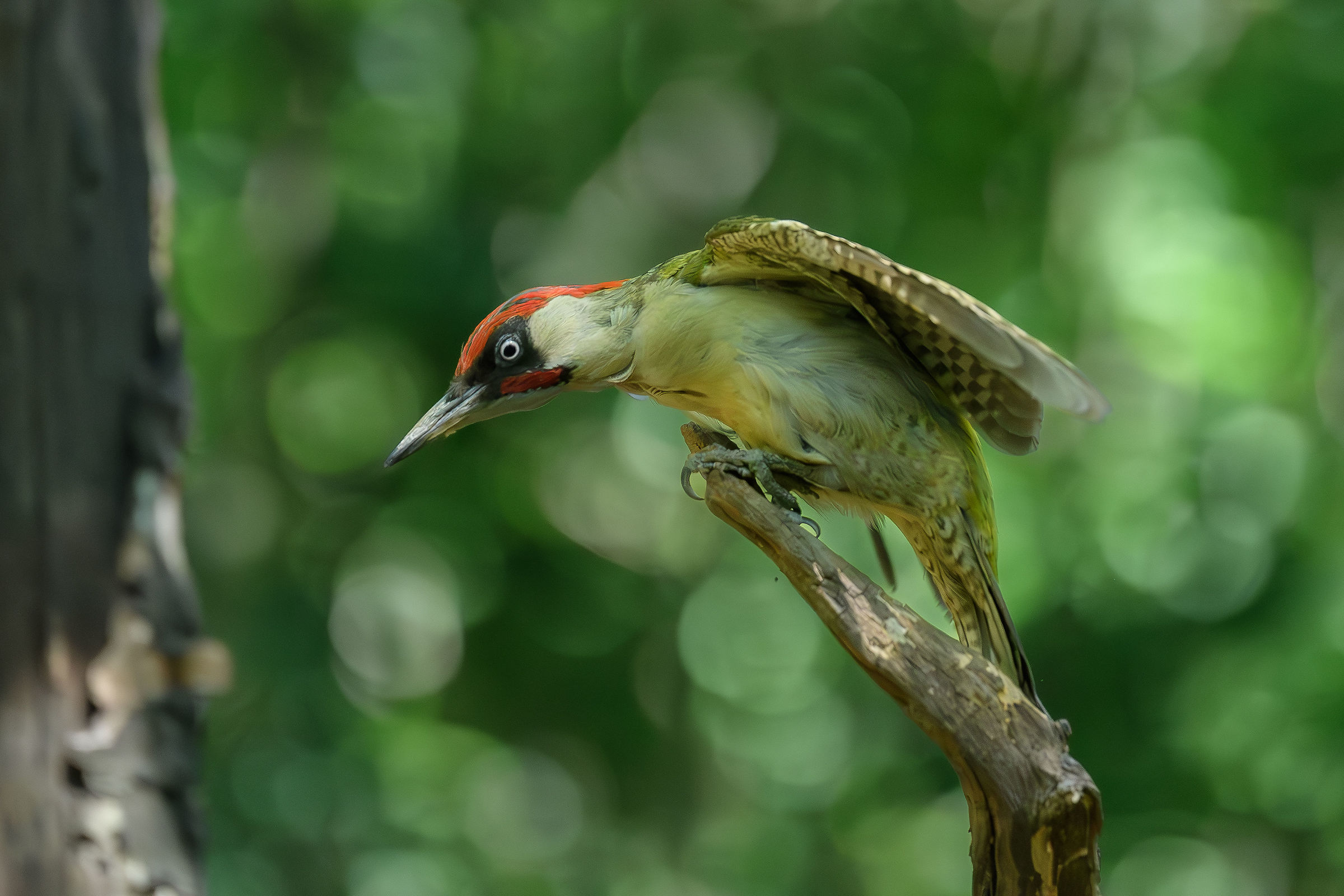 Picchio verde