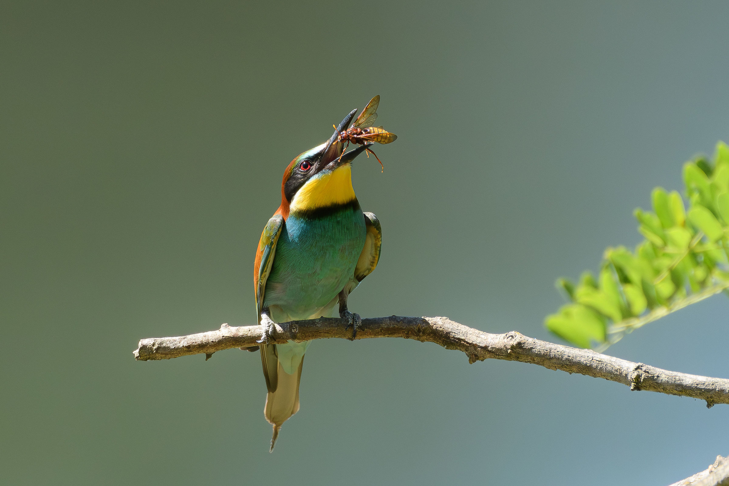 Bee Eater