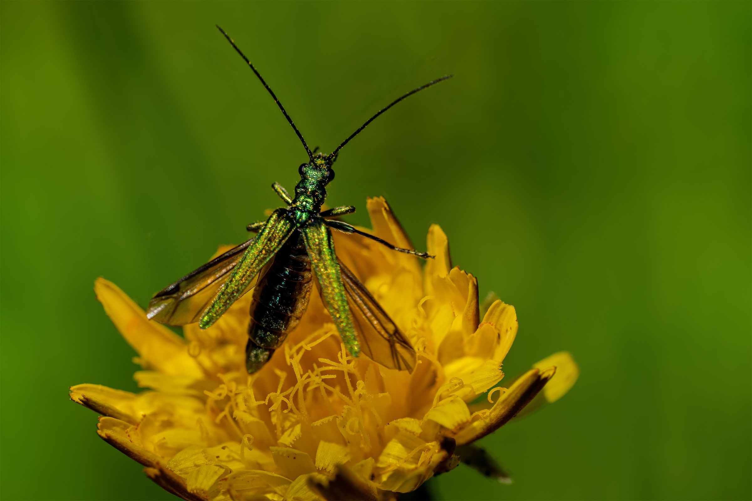 Oedemera nobilis