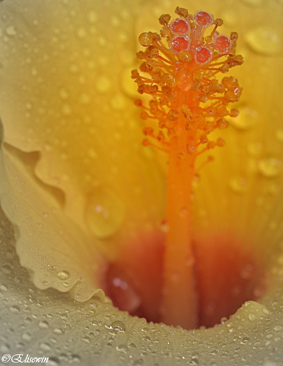 A flower in the flower