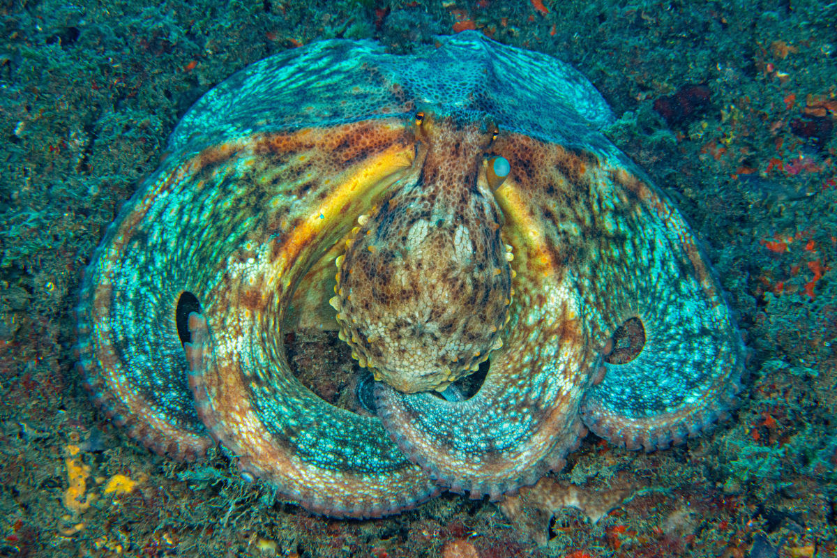 Octopus - Portovenere