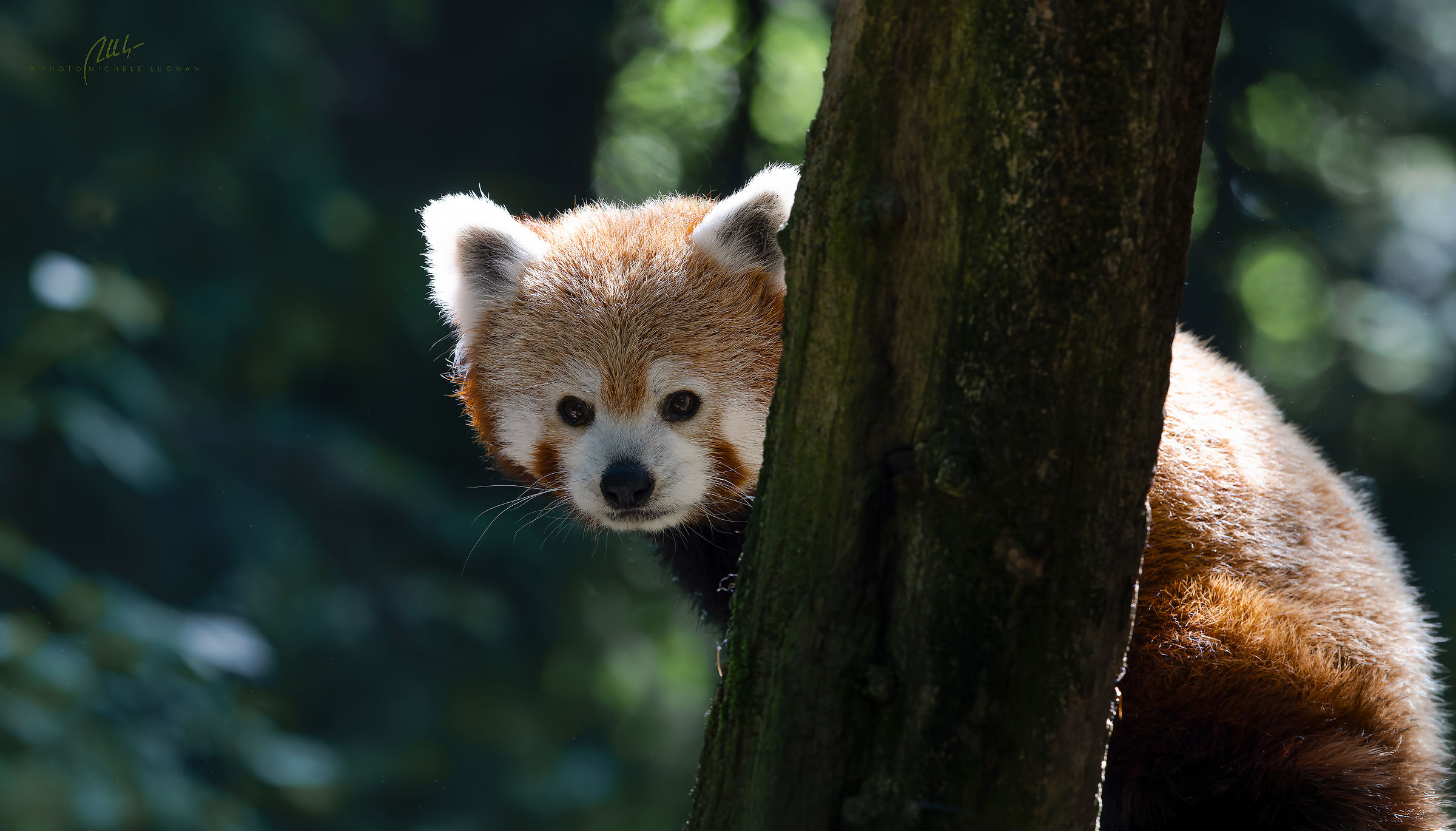 Ailurus fulgens (panda rosso, panda minore)