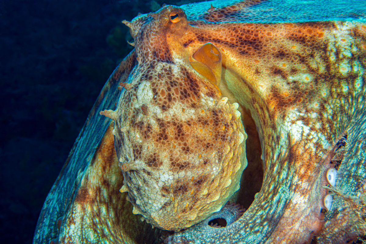 Octopus - Portovenere