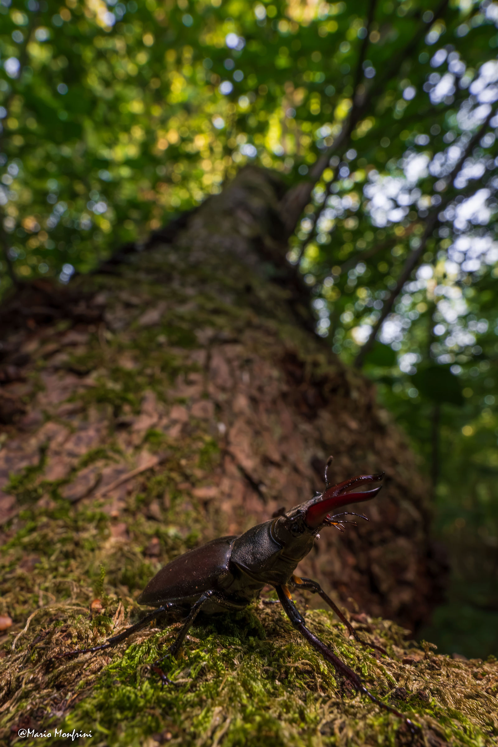 Cervo volante (Lucanus cervus)