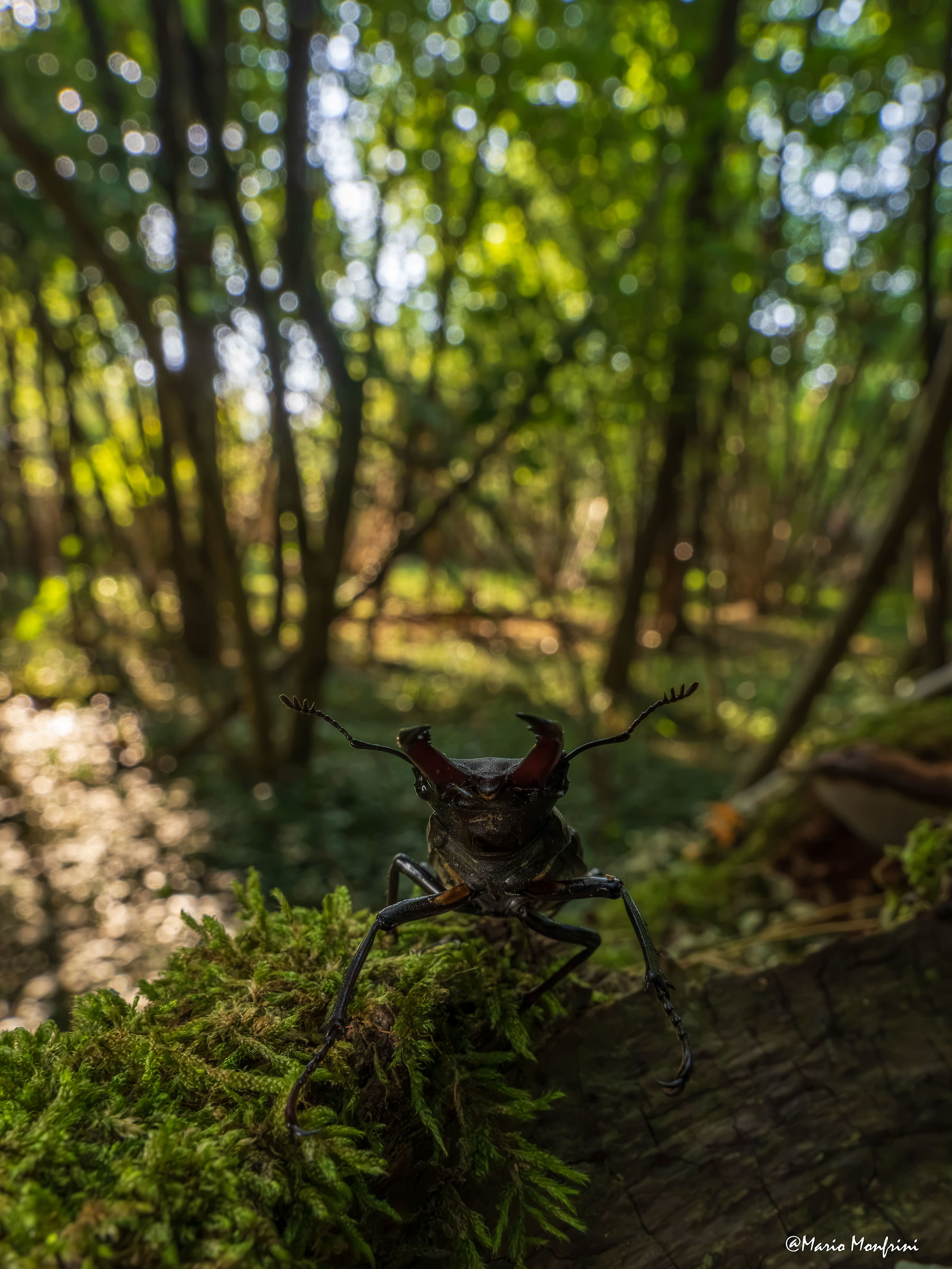 Cervo volante (Lucanus cervus)