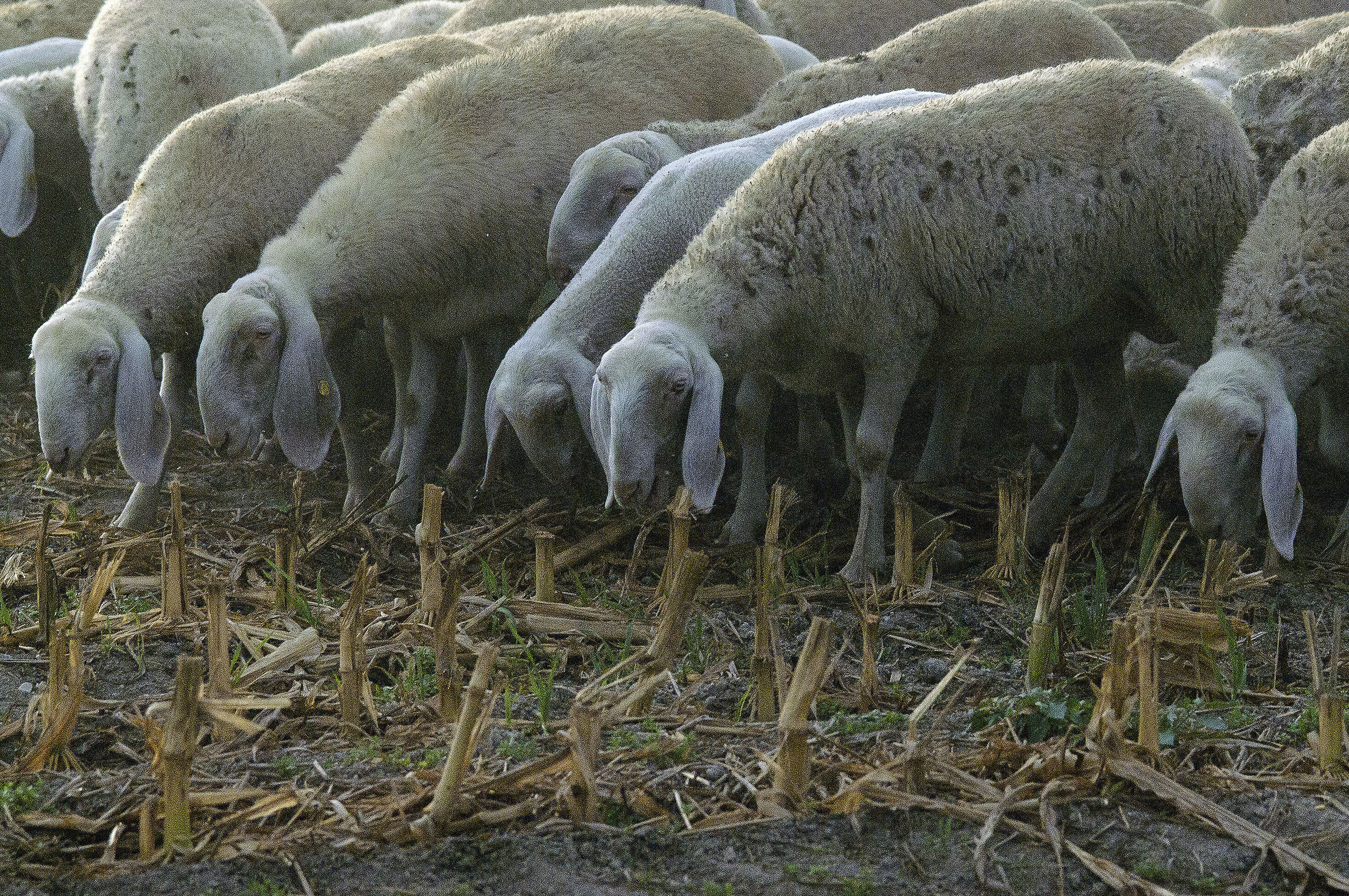 Sheep