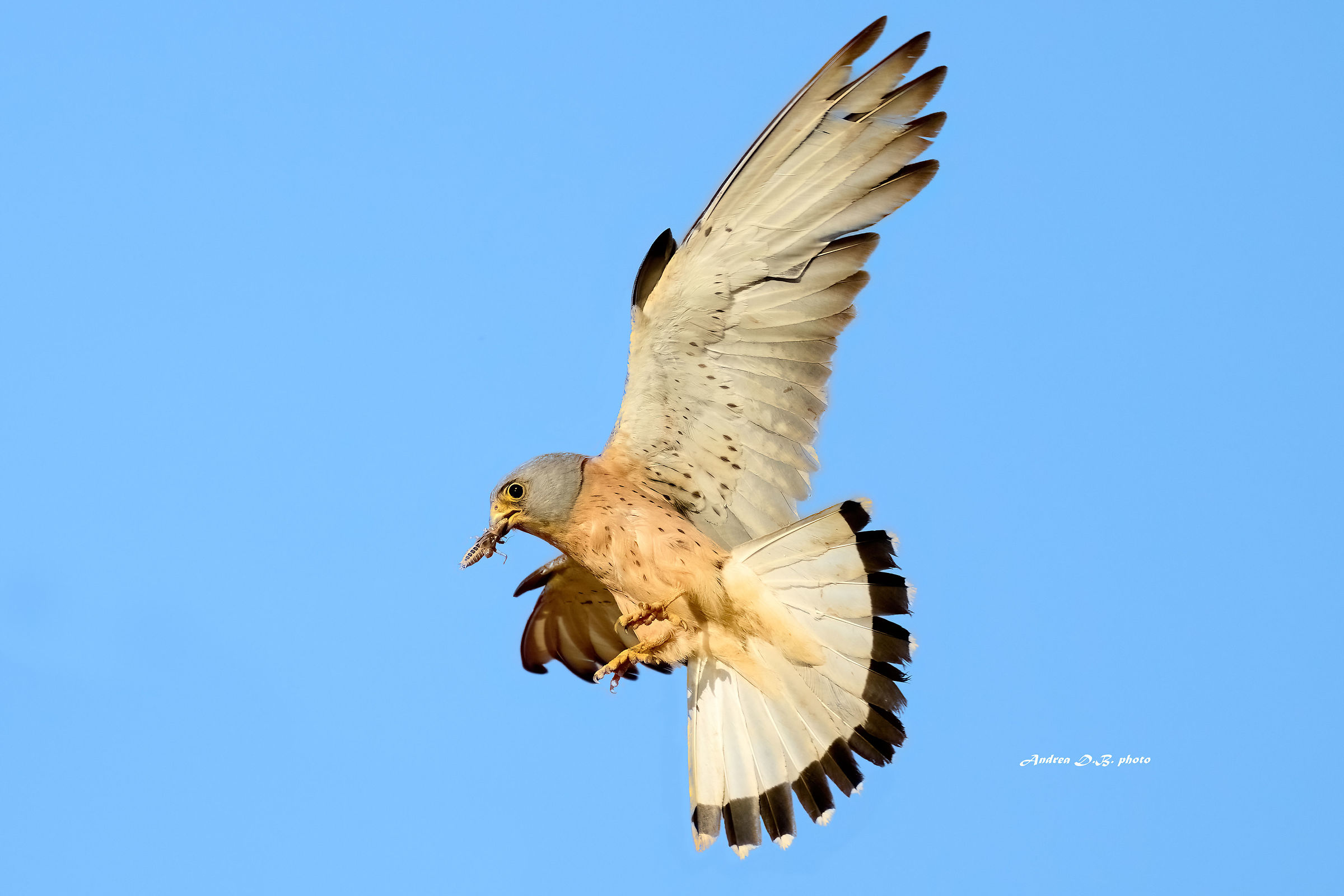 Falco grillaio o naumanni