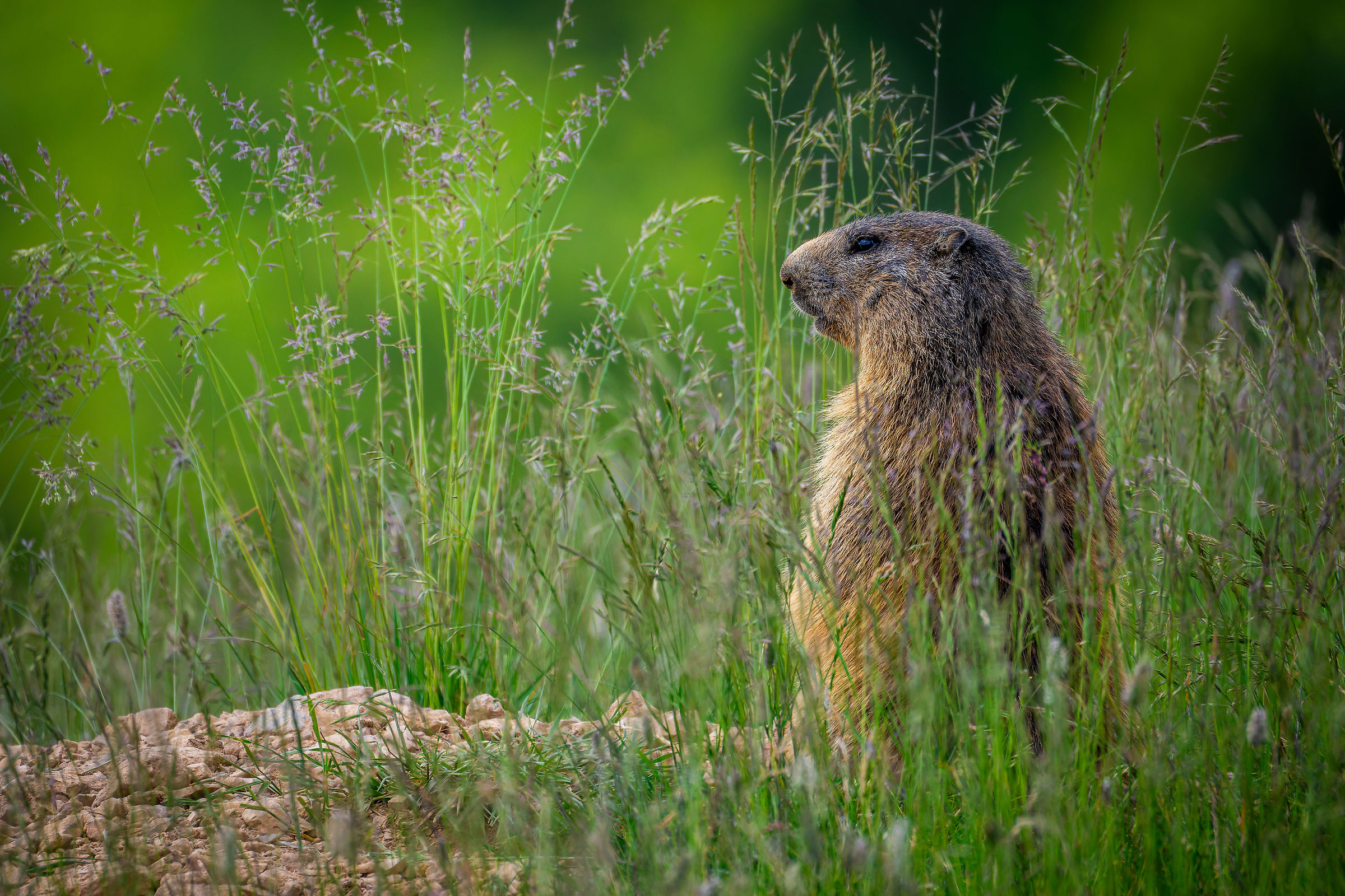 Groundhog