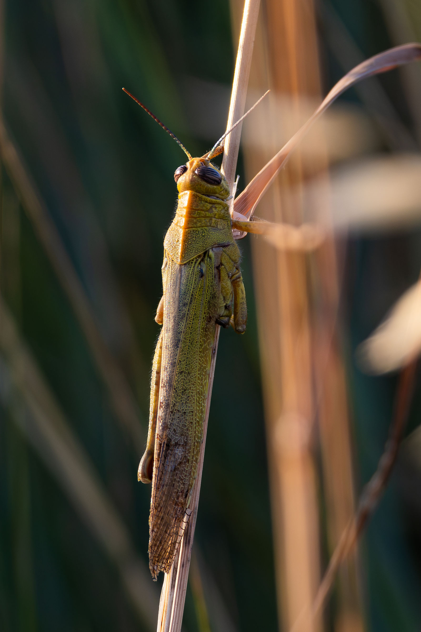 Lame locust