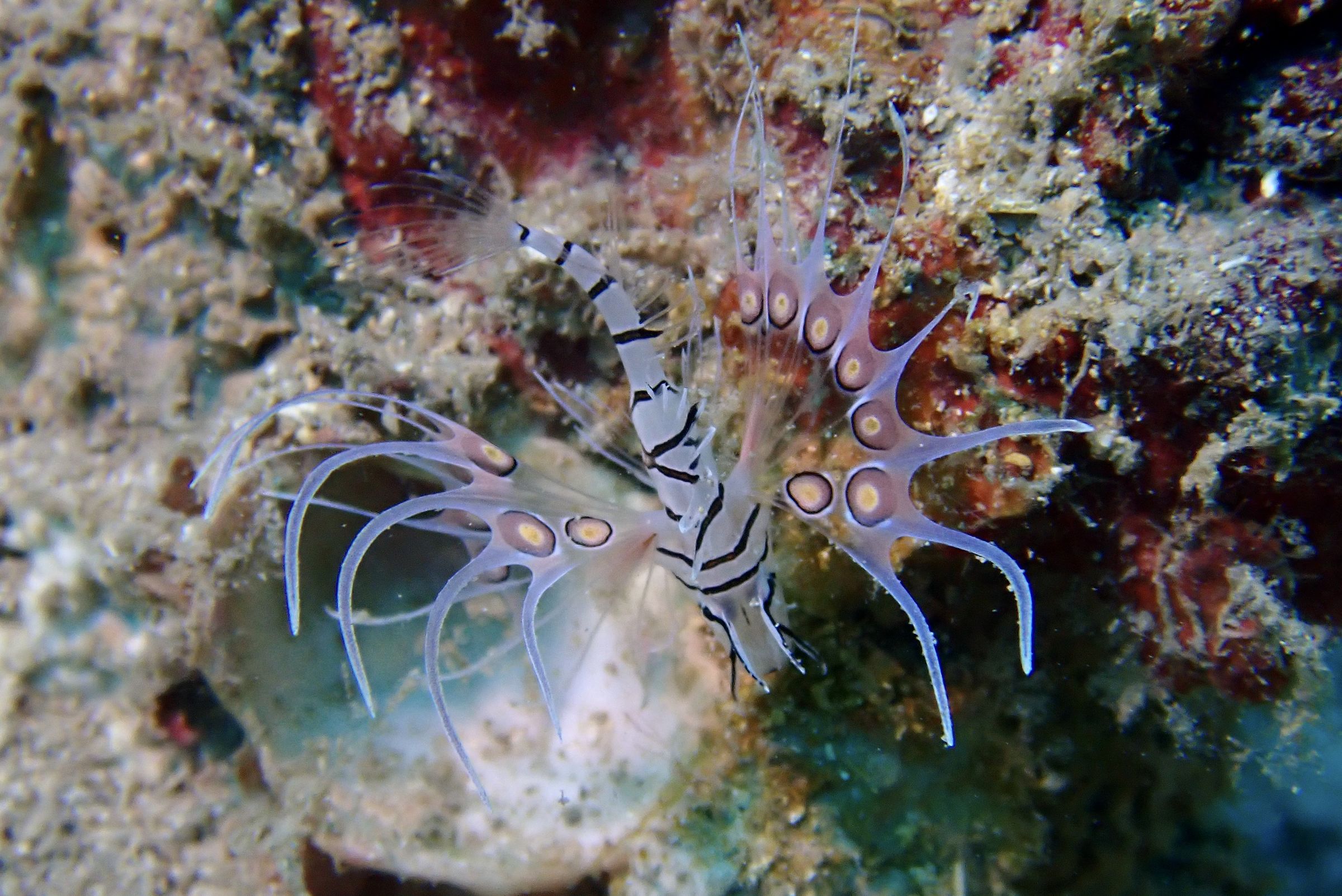 Juvenile Lionfish (Pterois volitans)