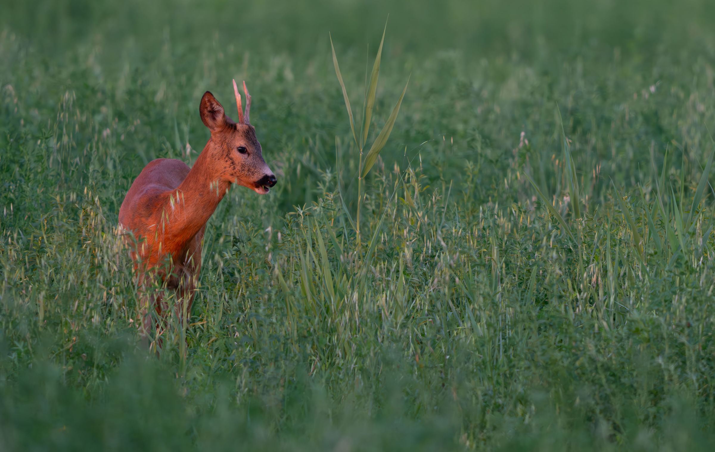 Capriolo maschio