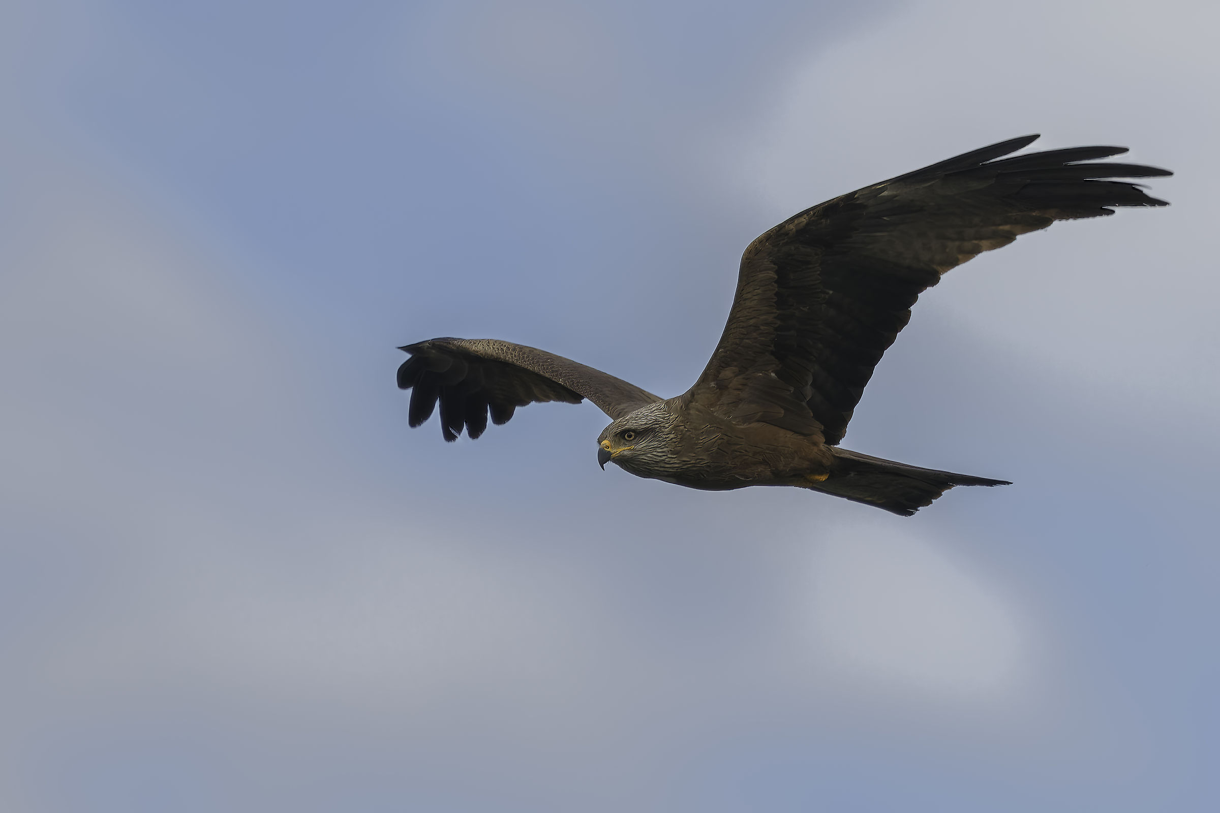 Black Kite