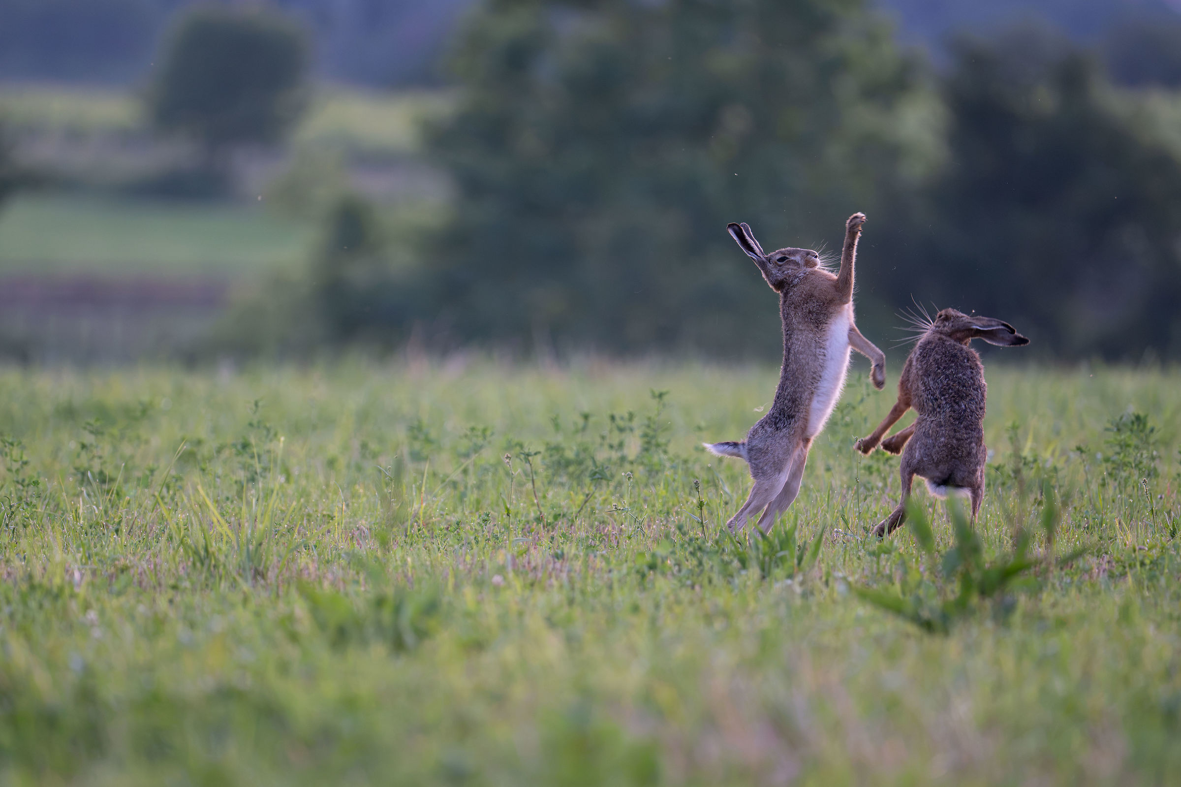 Hares