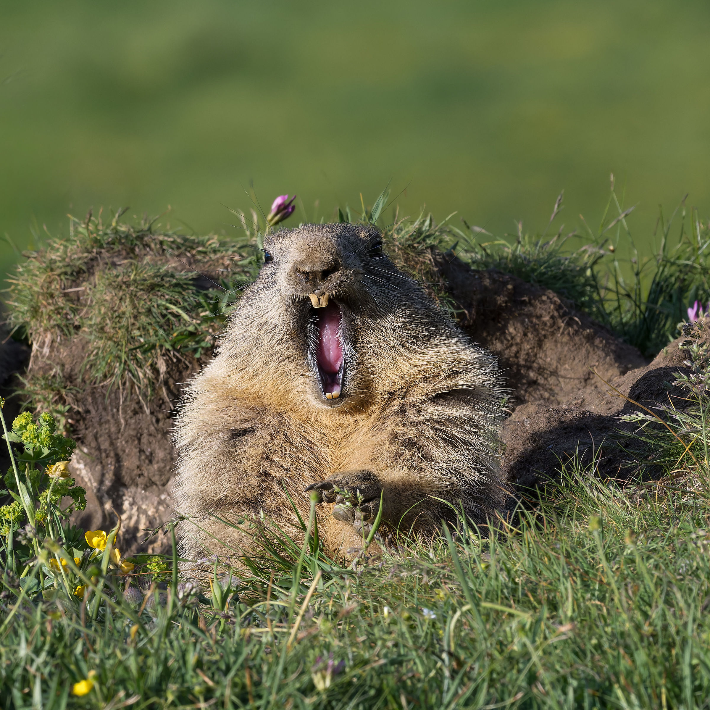 Marmotta - Parco Nazionale del Gran Paradiso -Piemonte