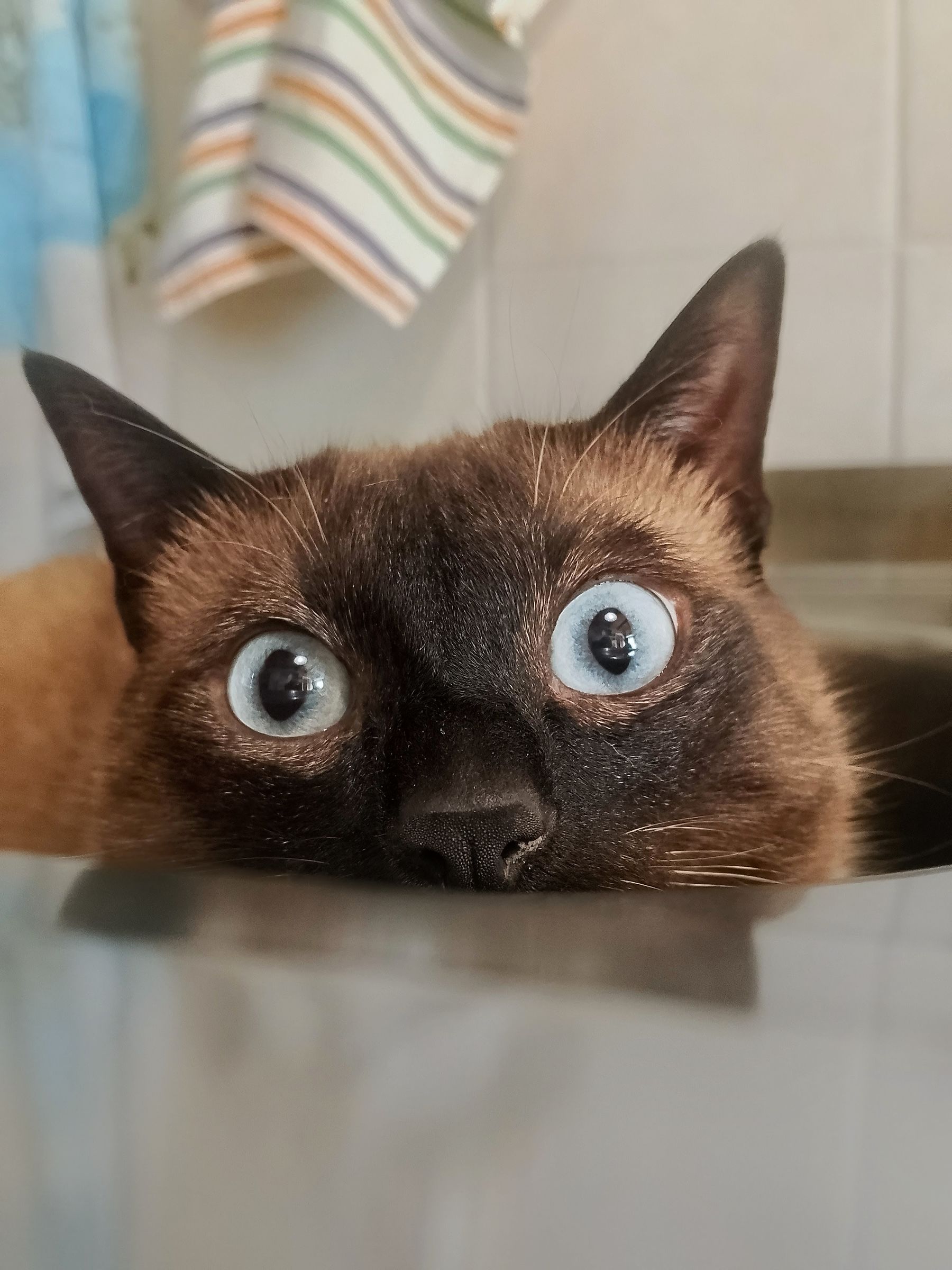 Nuccio in the kitchen sink...